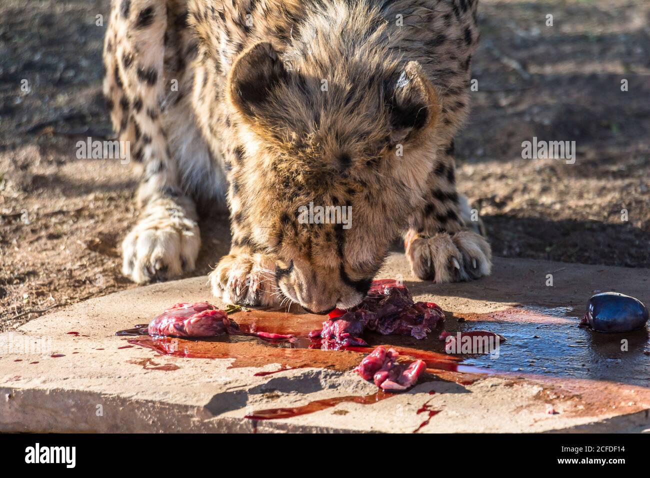 Alimentation de Cheetah au camp de repos de la forêt de Quivertree, Keetmanshoop, Namibie Banque D'Images Alimentation de Cheetah au camp de repos de la forêt de Quivertree, Keetmanshoop, Namibie Banque D'Images