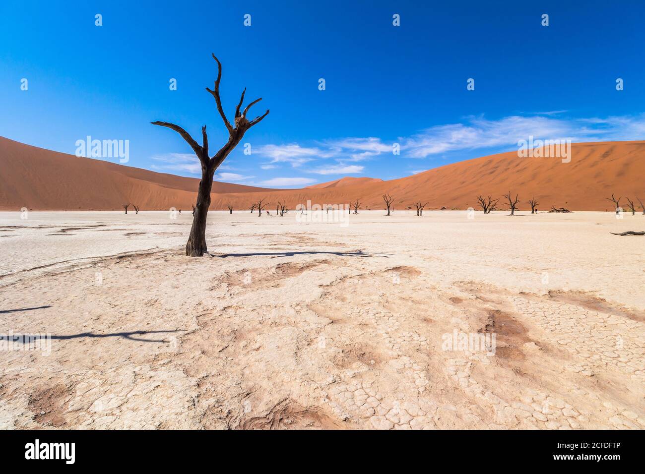 Arbres morts dans un large paysage du Deadvlei (blanc sel-argile), Sossusvlei, Sesriem, Namibie Banque D'Images