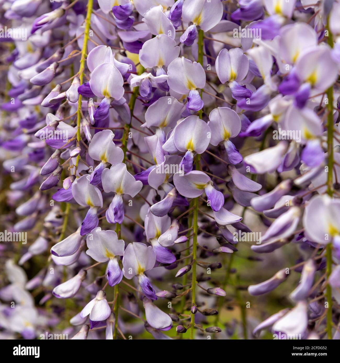 Wisteria Floribunda, cuisine japonaise Banque D'Images