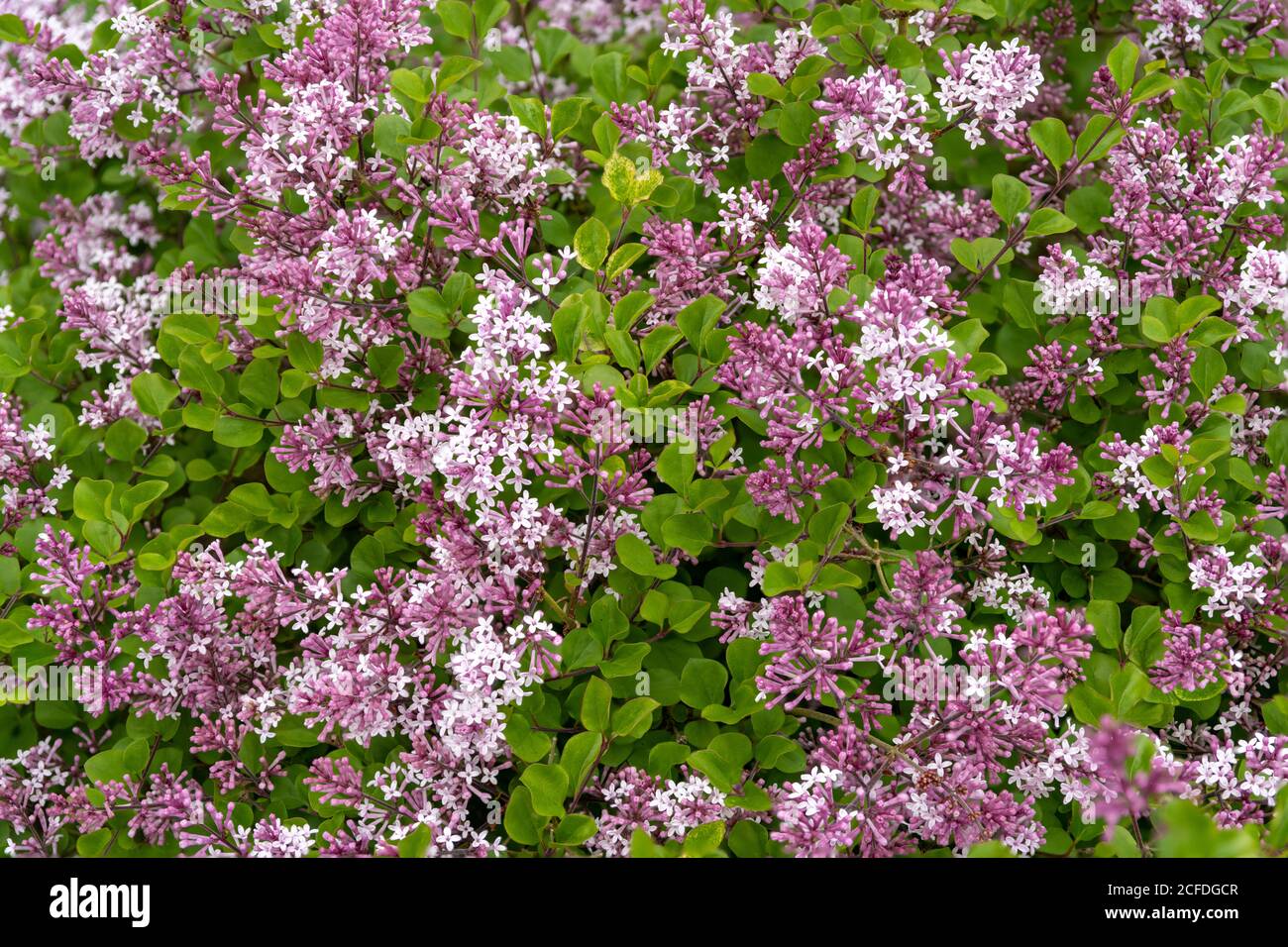 Lilas coréen, Syringa meyeri palabin Banque D'Images