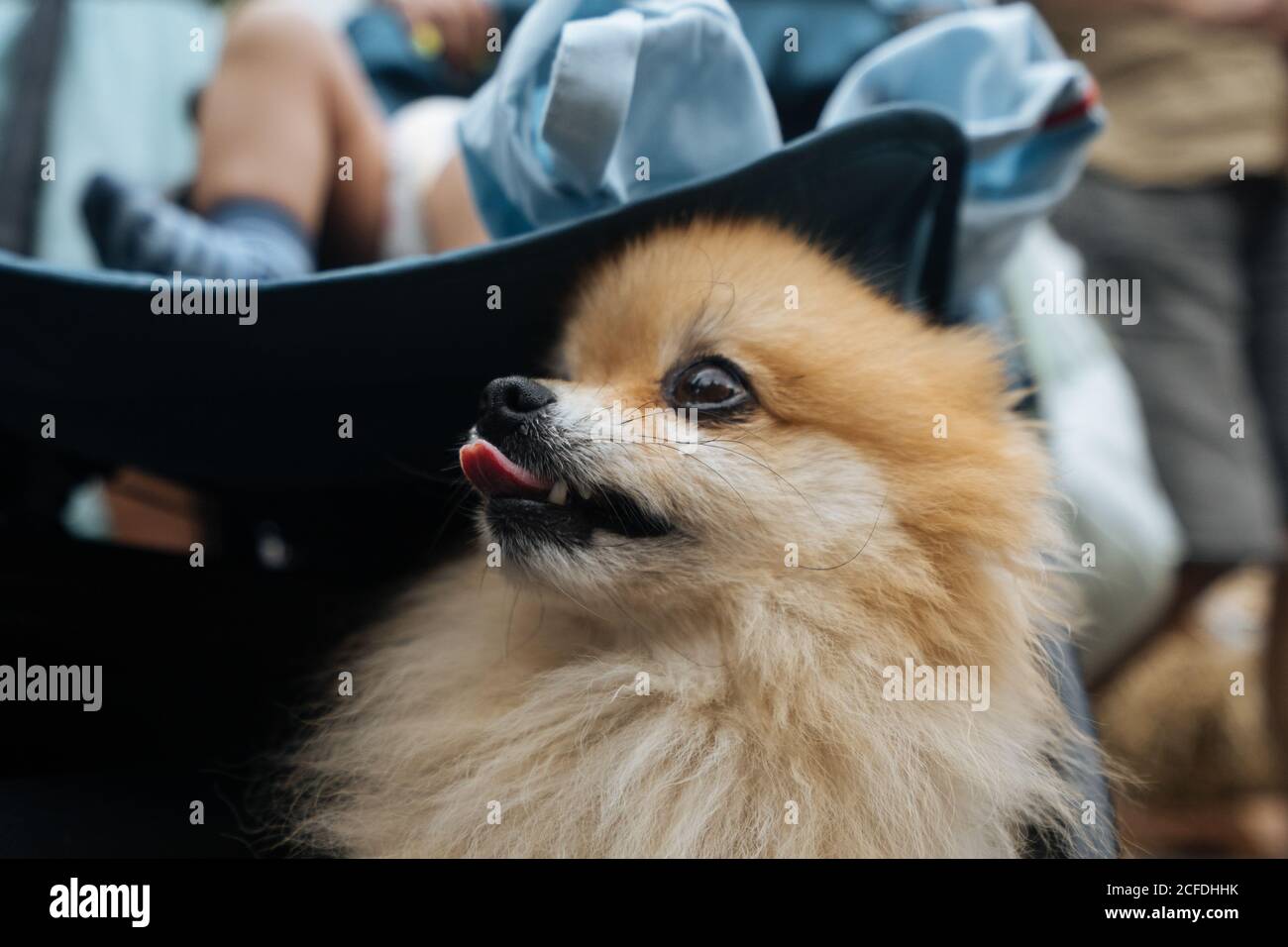 Joyeux Adorable Chien Spitz De Pomeranie Avec La Bouche Ouverte Dans Bebe Chariot Pres De Bebe Nouveau Ne Dans Le Marche Regardant L Appareil Photo Photo Stock Alamy