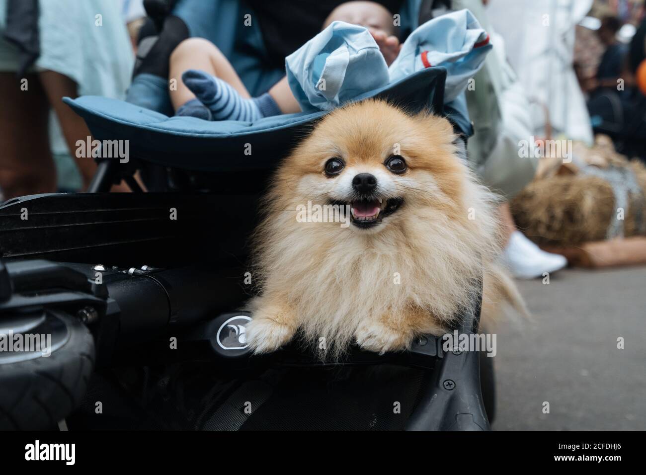 Spitz Puppy Baby Banque D Image Et Photos Alamy