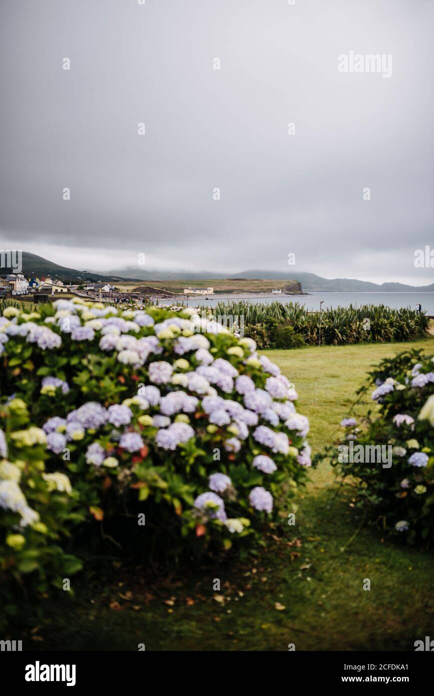 Buissons d'hortensia fleuris à Waterville, vue sur la côte, Irlande Banque D'Images