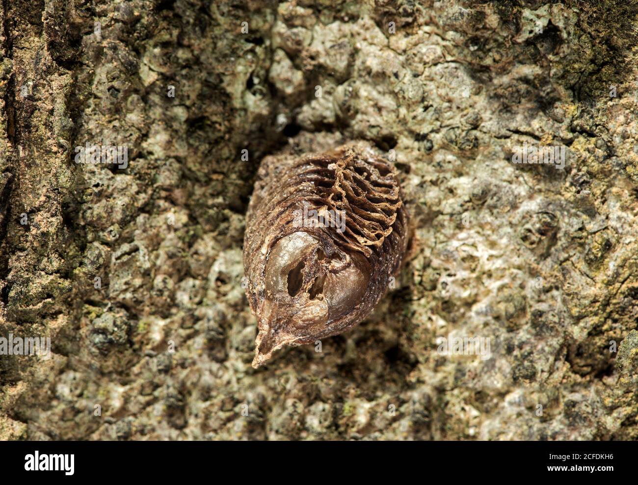 Cocon d'oeuf d'une espèce de mantis priant après l'éclosion des nymphes, zone de conservation de la vallée de Danum, Sabah, Bornéo, Malaisie Banque D'Images