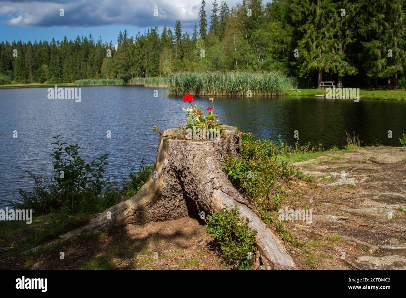 Bain de fleurs au Stierhüblteich, lac près de Karlstift - randonnée autour de Karlstift, Waldviertel, Autriche Banque D'Images