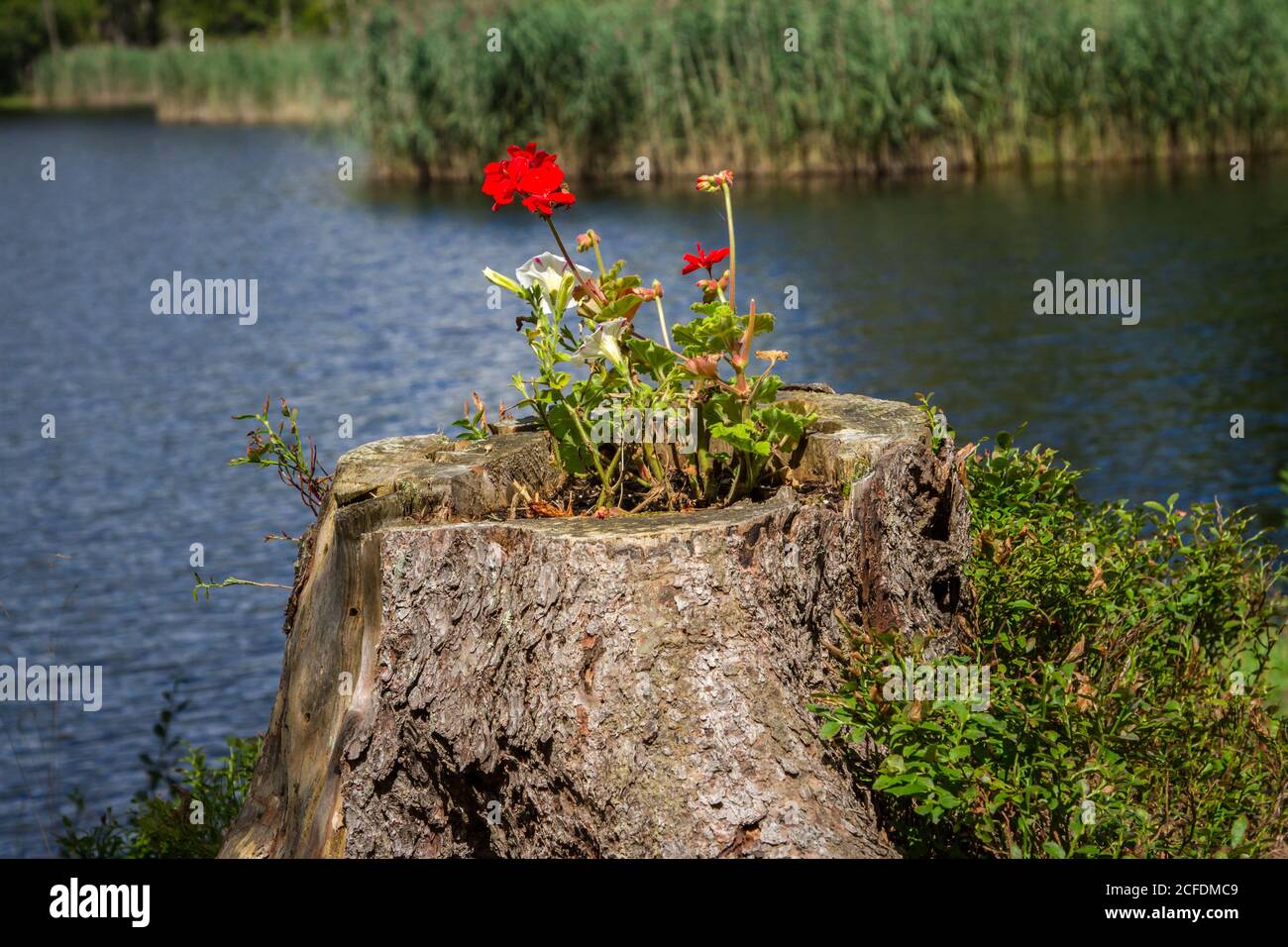 Bain de fleurs au Stierhüblteich, lac près de Karlstift - randonnée autour de Karlstift, Waldviertel, Autriche Banque D'Images