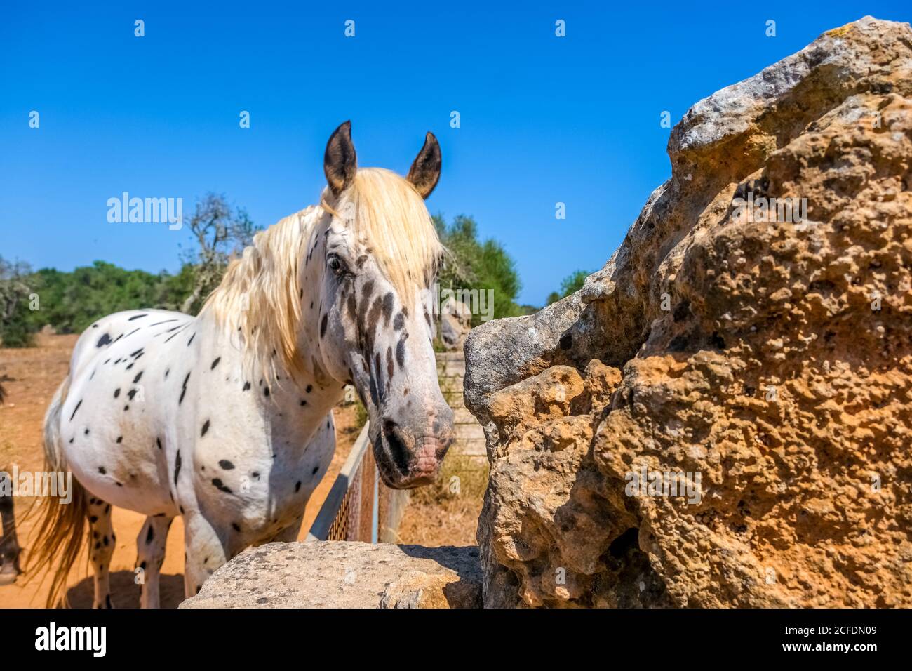 Moule à pomme (cheval tacheté, semblable à celui de Pippi Longstocking) sur un pâturage près de Santanyí sur l'île de vacances de Majorque, Majorque, Baléares Banque D'Images