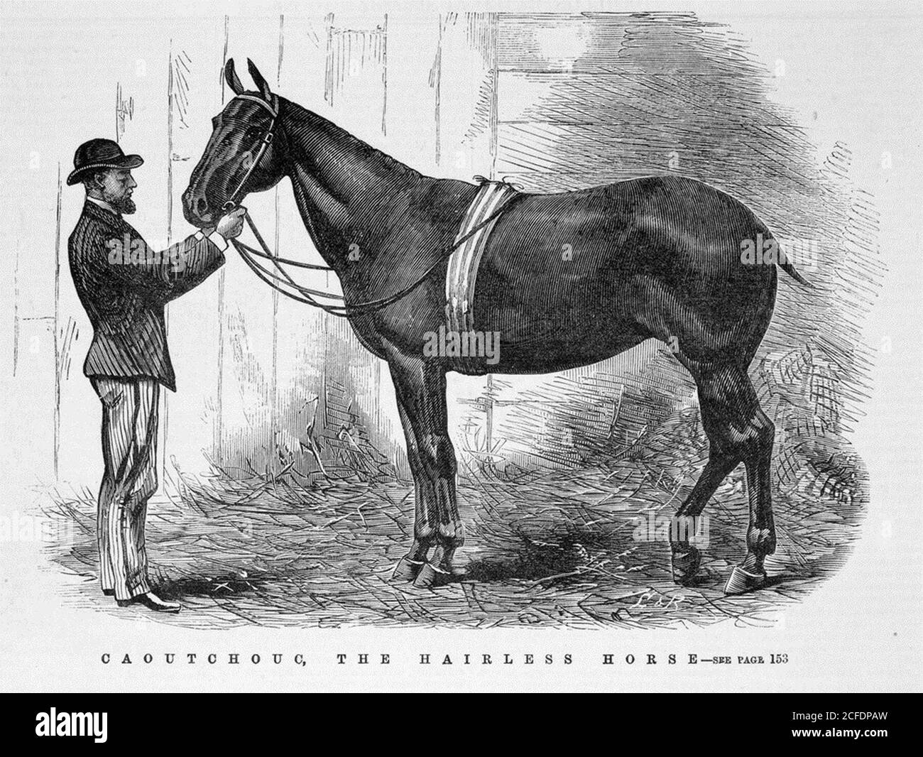 Cheval sans poil Banque de photographies et d’images à haute résolution Alamy