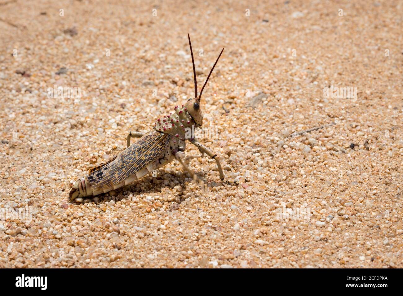 Locust de l'herbe à poux verte (Phymateus viridipes) sur une route de terre, parc national Kruger, Afrique du Sud Banque D'Images