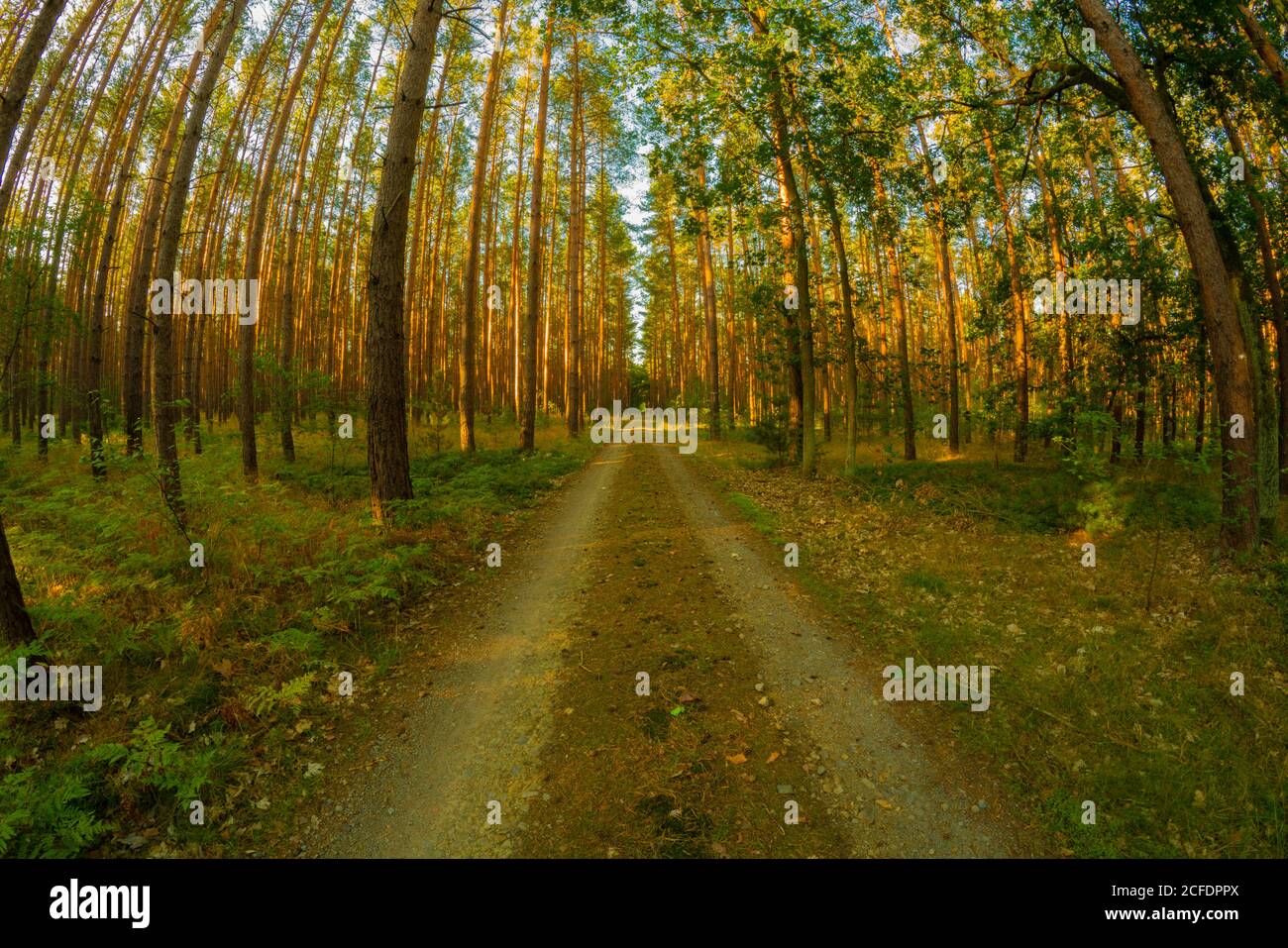 Le sentier forestier en été, peu après le lever du soleil, avec un objectif Fisheye, est photographié Banque D'Images