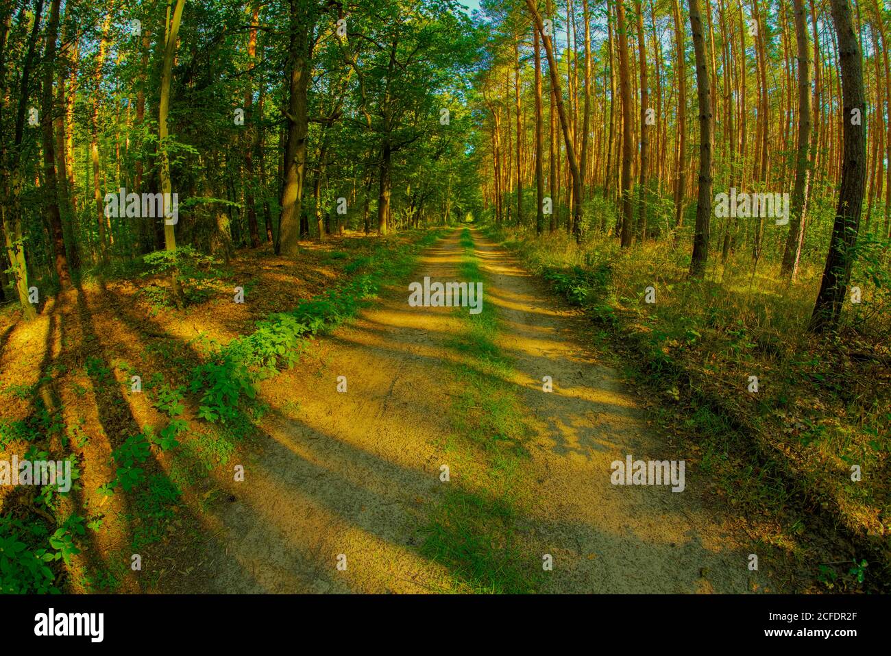 Le sentier forestier en été, peu après le lever du soleil, avec un objectif Fisheye, est photographié Banque D'Images