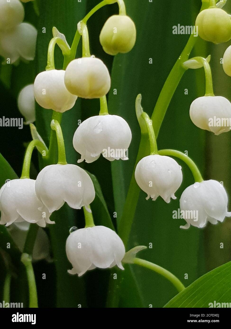 Nom latin de la plante Banque de photographies et d’images à haute — free download
