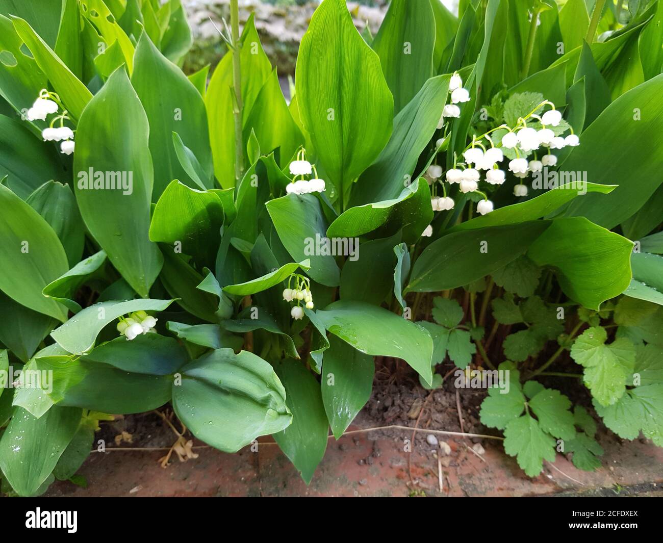 Nom latin de la plante Banque de photographies et d’images à haute — free download