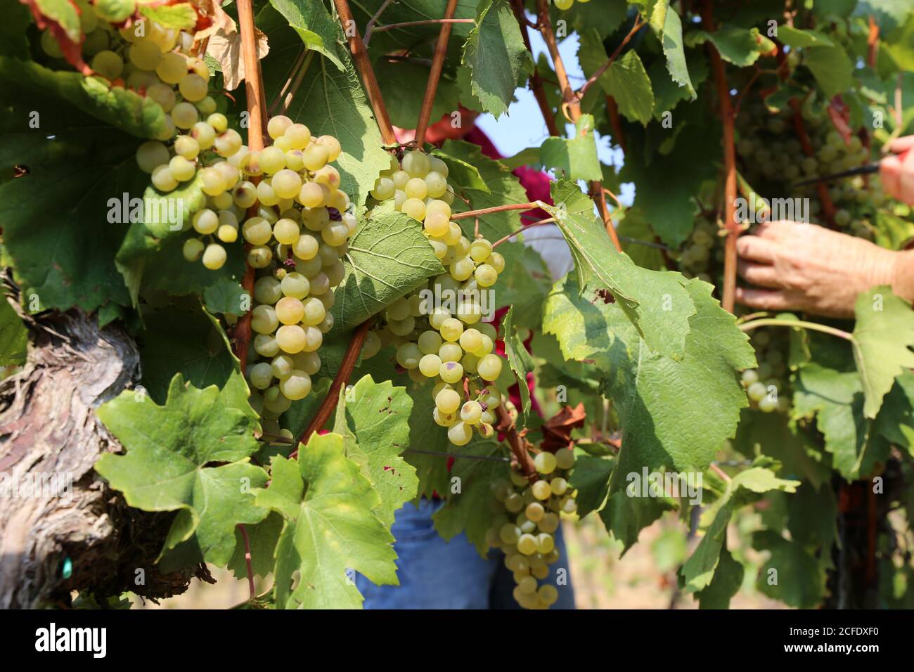 Récolte de raisins: Récolte manuelle de raisins Chardonnay dans le Palatinat, Allemagne Banque D'Images