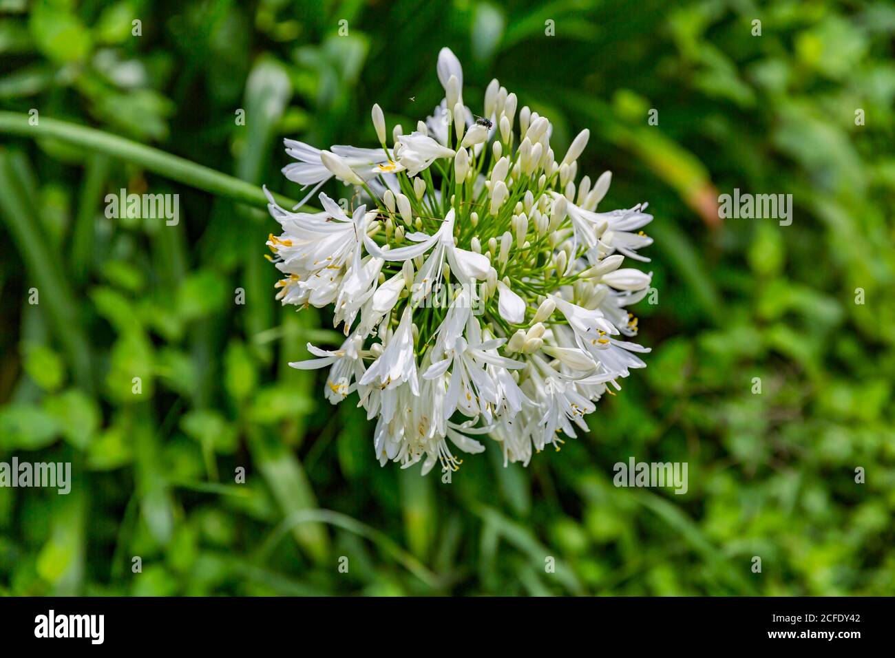 Nénuphar blanc, fleur d'amour (Agapanthus), point de vue point du jour Enfer Bourg, volcan Cirque de Salazie, Hell-Bourg, Ile de la Réunion, France, Afrique, Banque D'Images