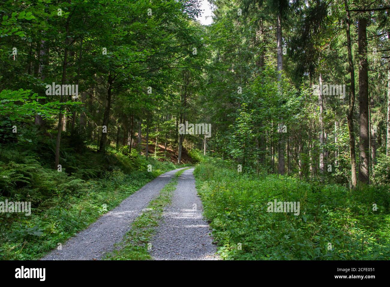 Route forestière - randonnée autour de Karlstift, Waldviertel, Autriche Banque D'Images