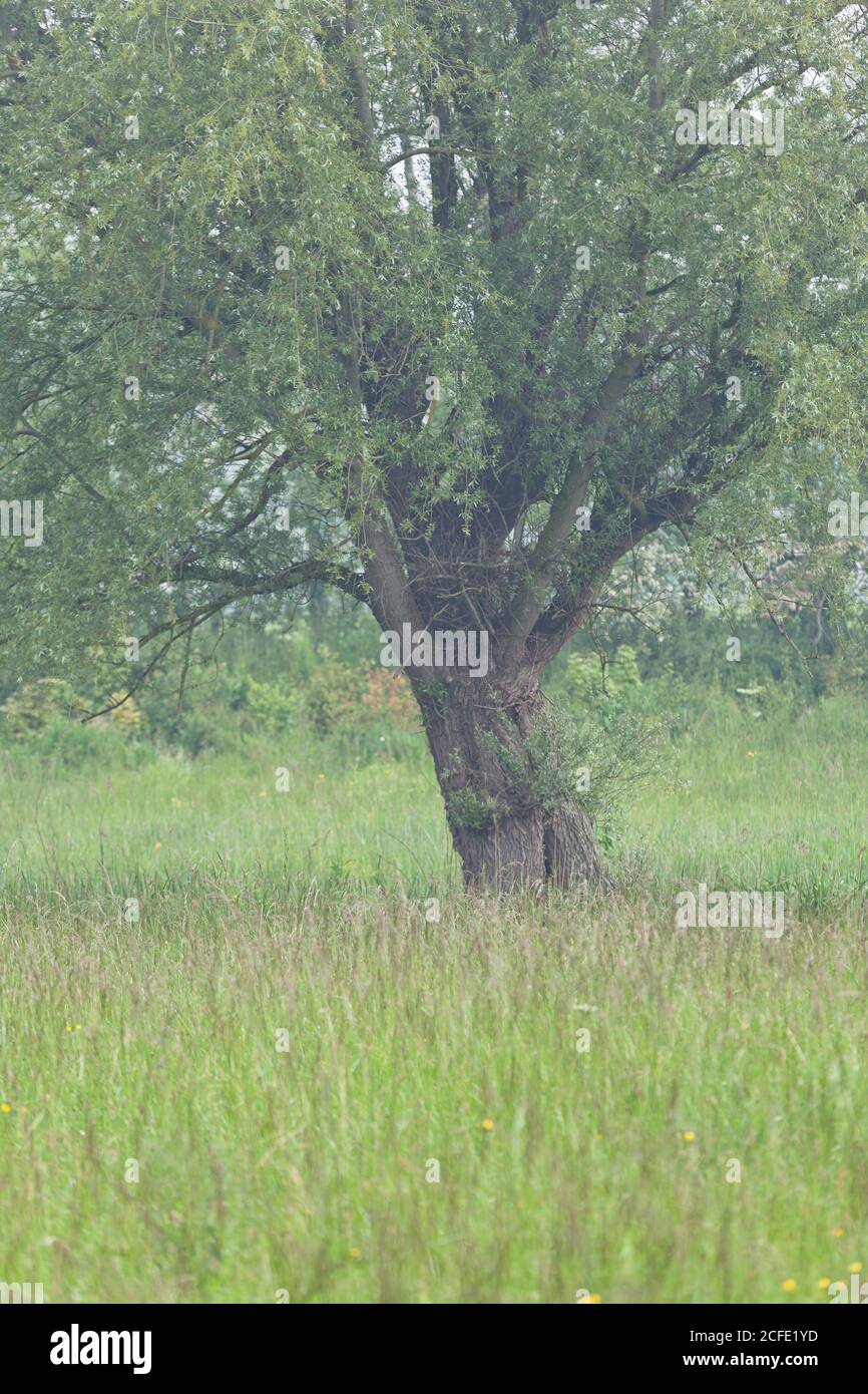 Saule dans le marais du Marais de Cotentin et Bessin au printemps, le soleil le fait à peine à travers la brume matinale. Banque D'Images