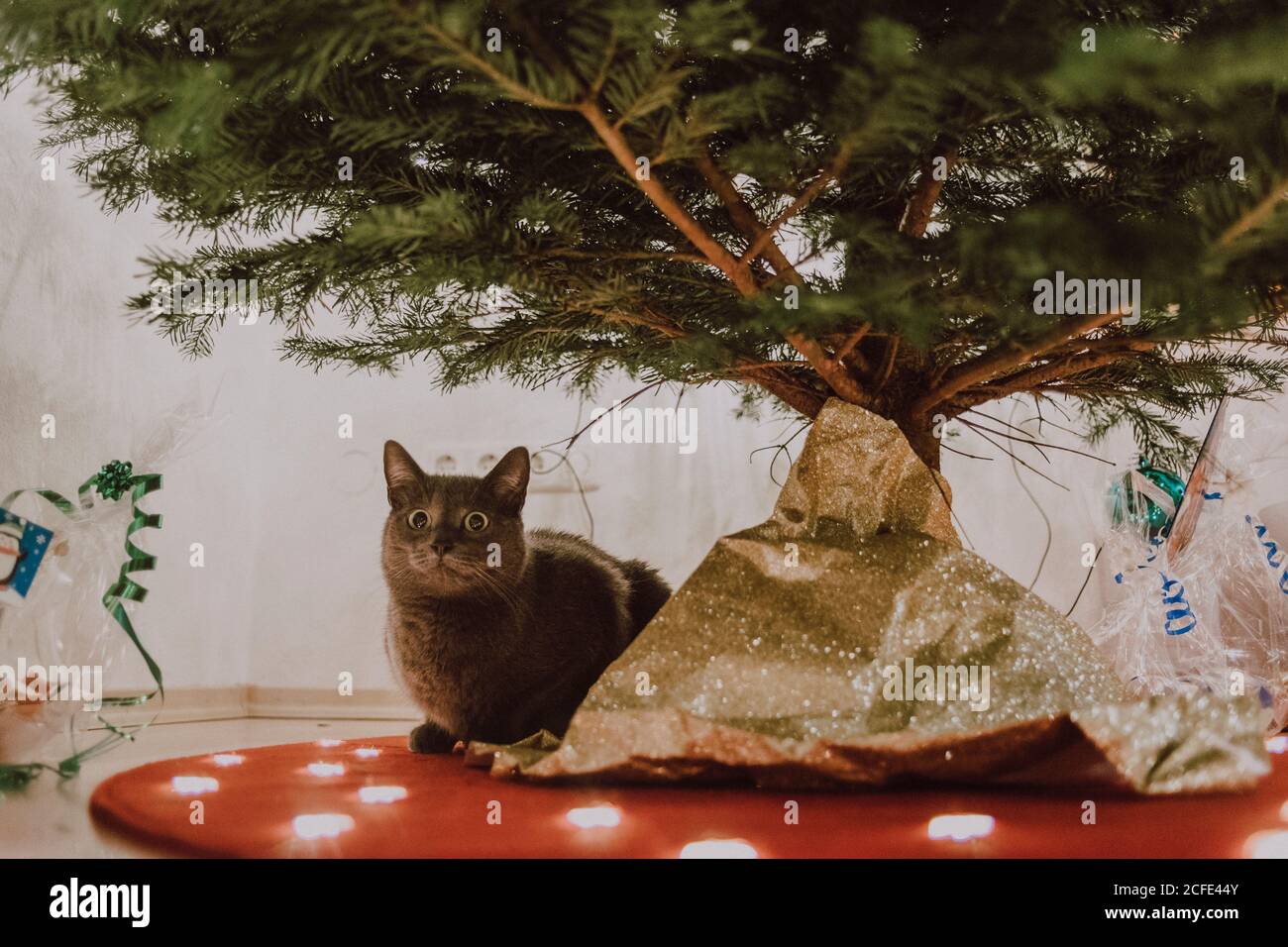 Allemagne, Bavière, Noël, nuit silencieuse, 24. Décembre, fête de Noël, arbre, détail, décoration, soirée, cachette de chat sous l'arbre de Noël, Banque D'Images
