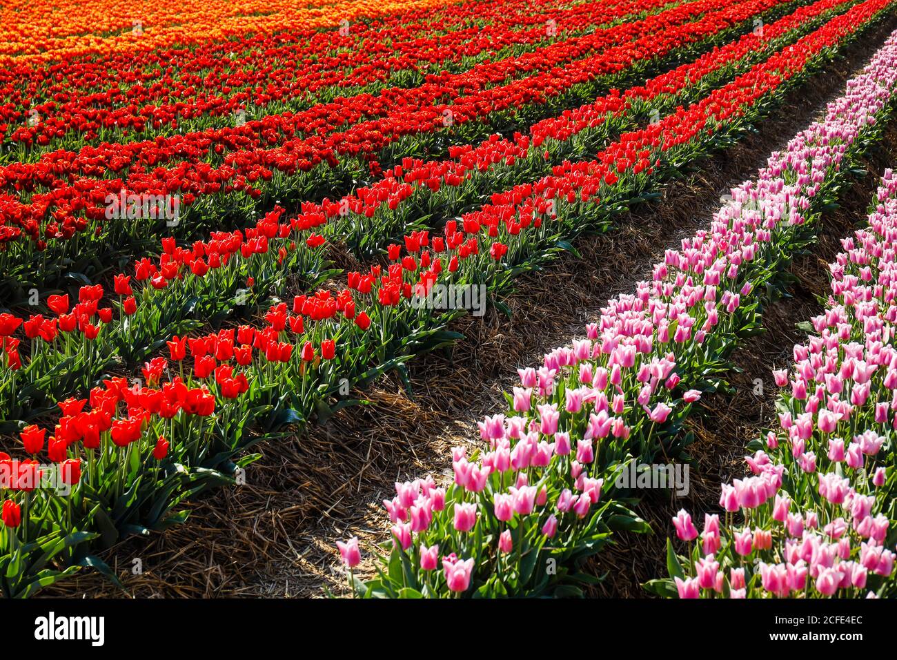 Les tulipes fleurissent sur le champ de tulipes, Grevenbroich, Rhénanie-du-Nord-Westphalie, Allemagne Banque D'Images