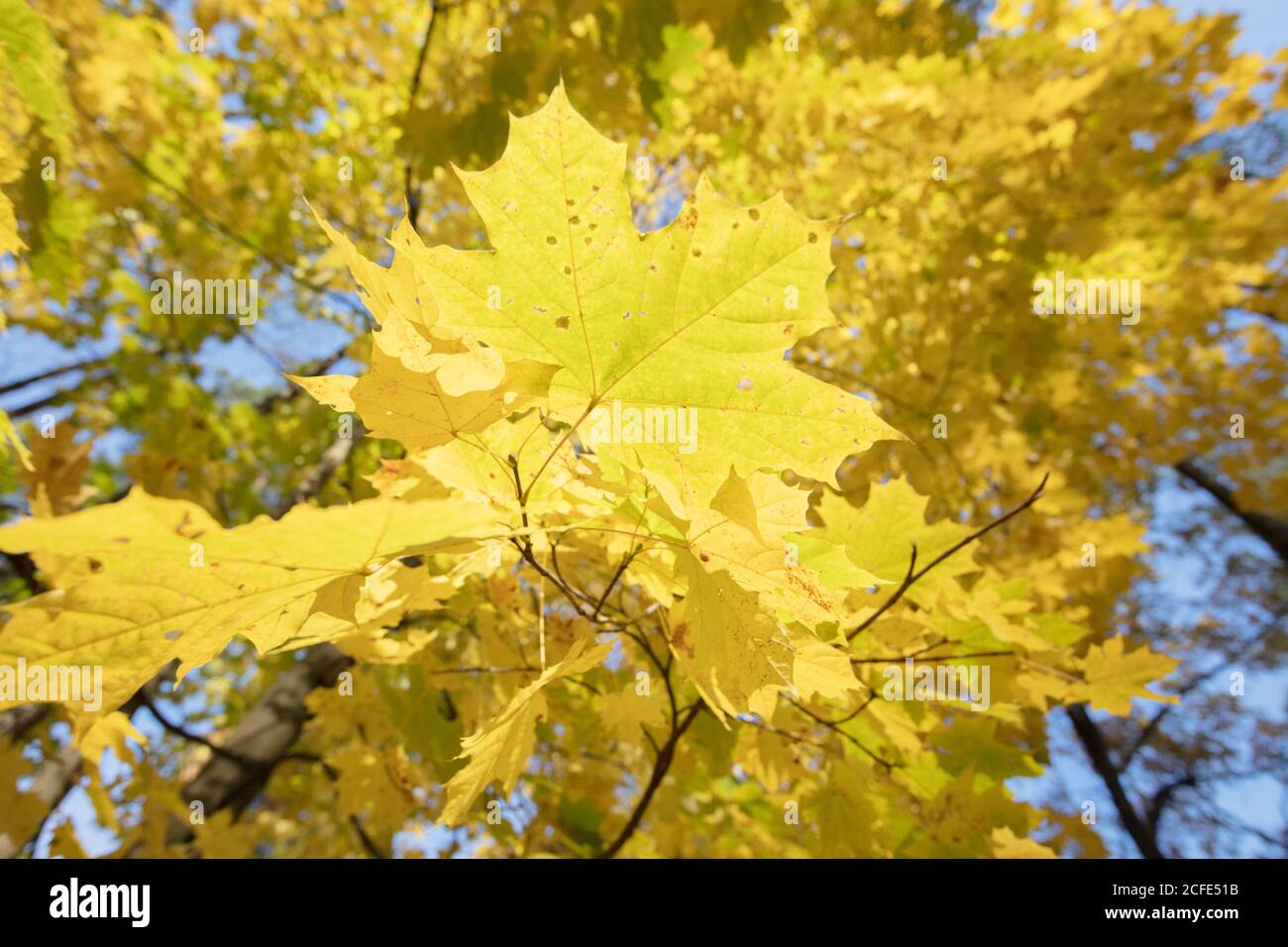 Arrière-plan de l'automne. Grandes feuilles d'érable jaune. Banque D'Images