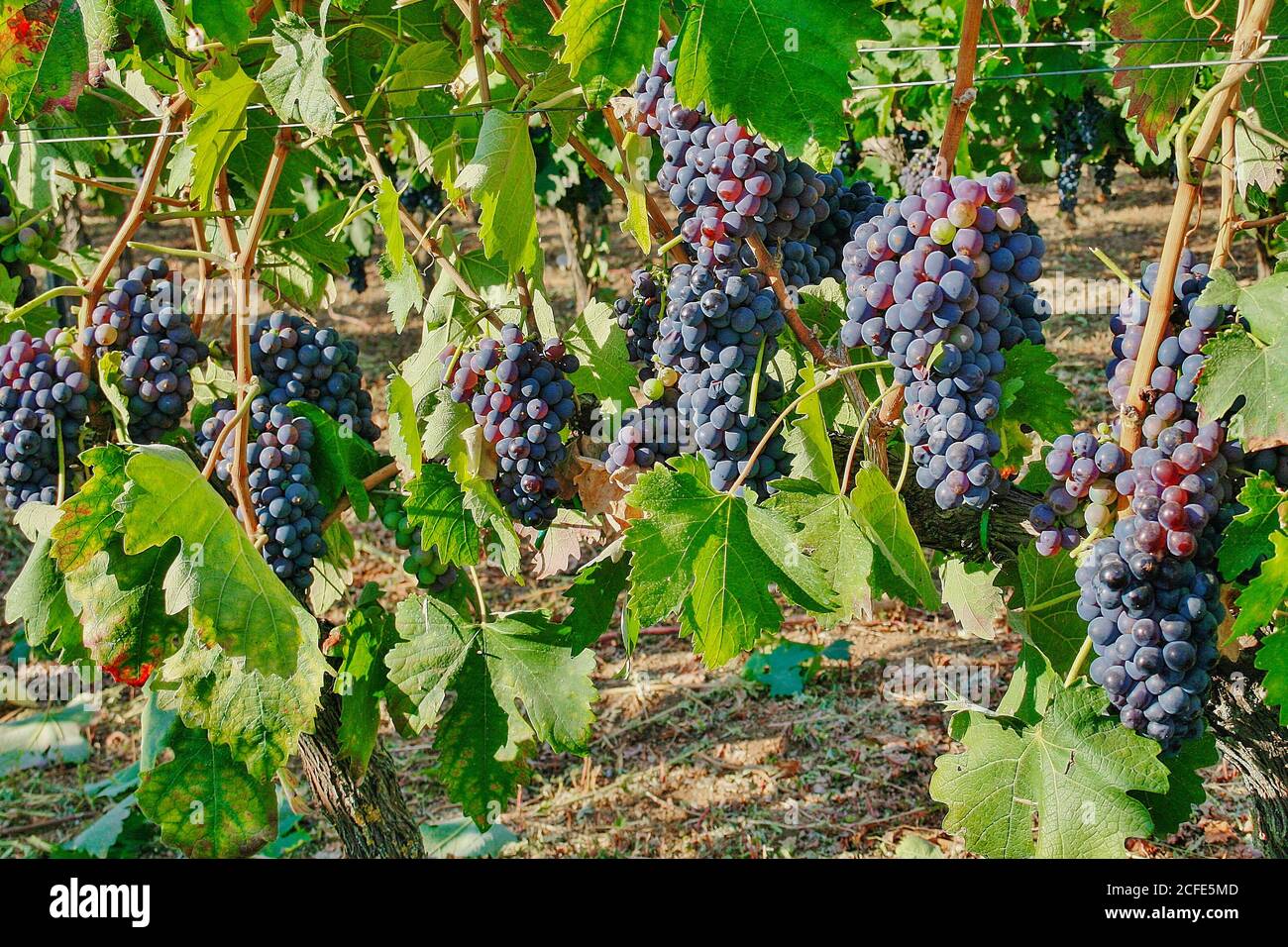 Raisins de vin noir dans le vignoble avec des feuilles vertes dans la campagne à Puglia, Italie Banque D'Images