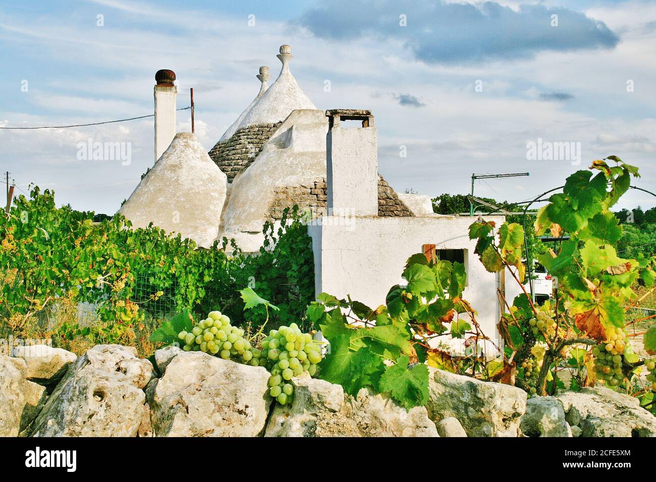 Trulli, ancienne maison traditionnelle en pierre sèche des Pouilles avec un toit conique dans la vallée d'Itria, Puglia, Italie, avec vignoble dans la campagne Banque D'Images