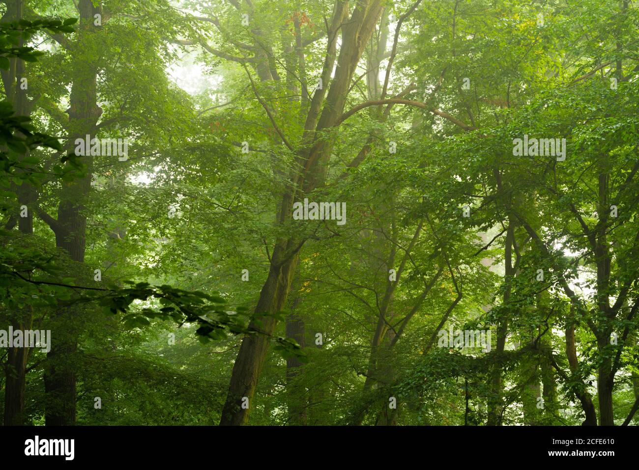 Forêt humide en début de matinée en été, avec un léger brouillard sur le sommet des arbres Banque D'Images