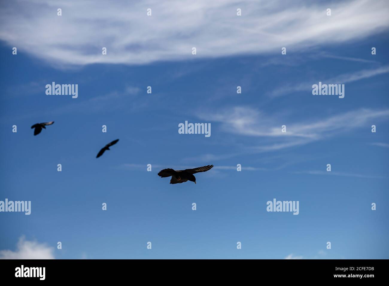 Trois creux alpins (Pyrrhocorax grolus) en vol contre le ciel bleu et les nuages Banque D'Images