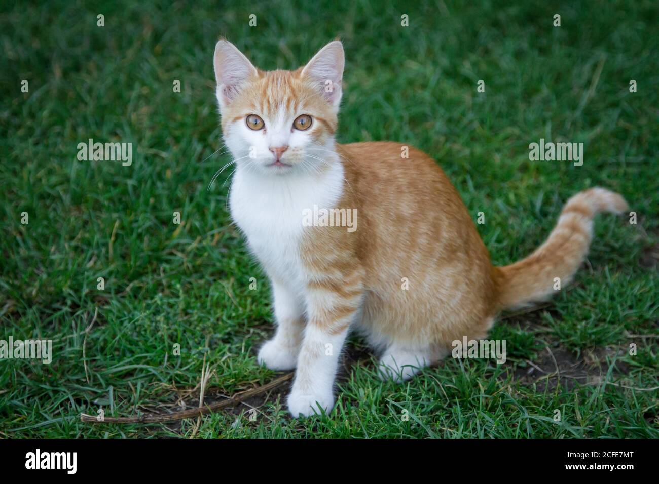 Jeune tabby rouge tom-chat assis dans la prairie Banque D'Images