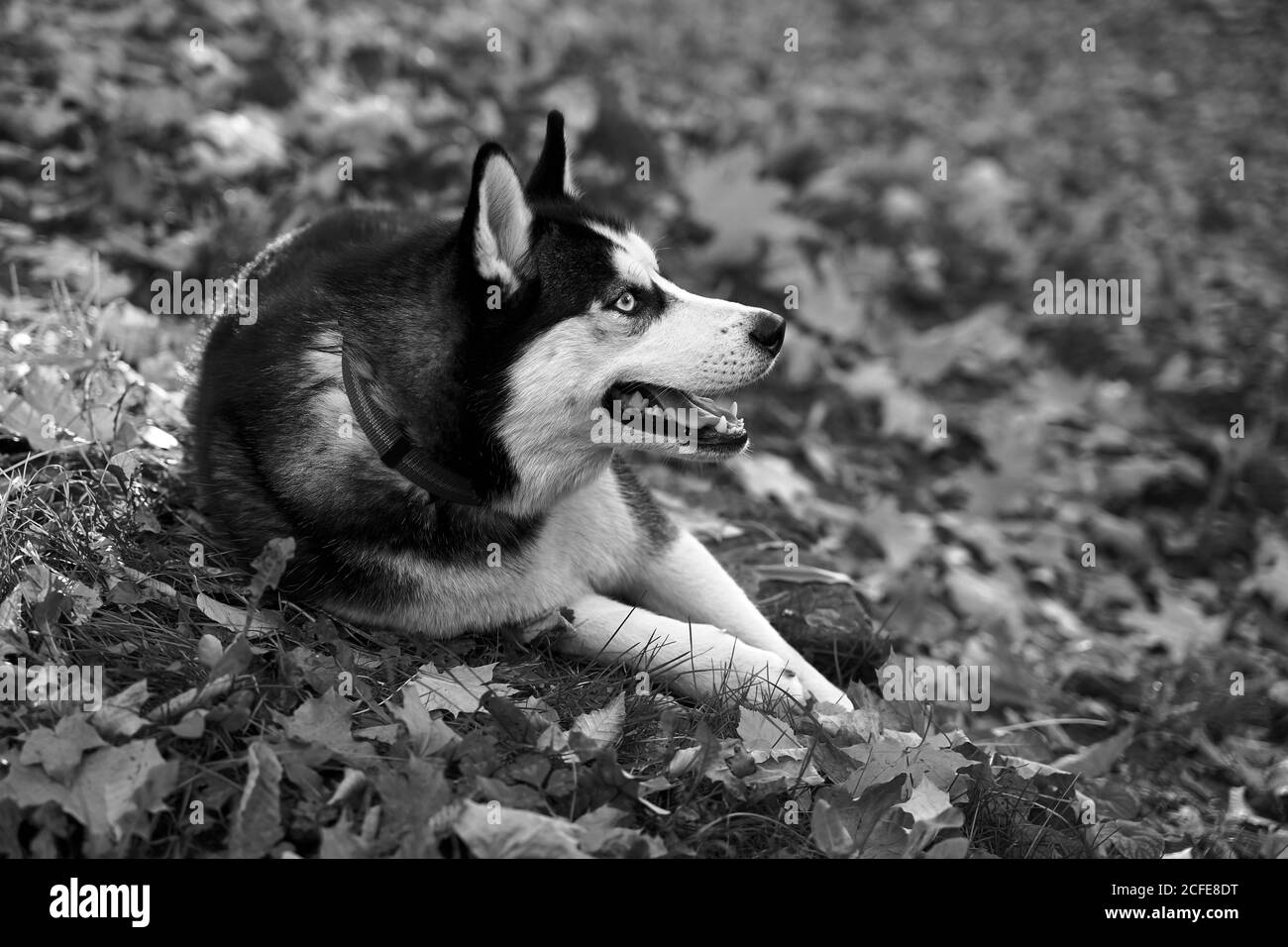 Adorable jeune chien Husky heureux allongé sur des feuilles mortes parc d'automne ou forêt en noir et blanc Banque D'Images