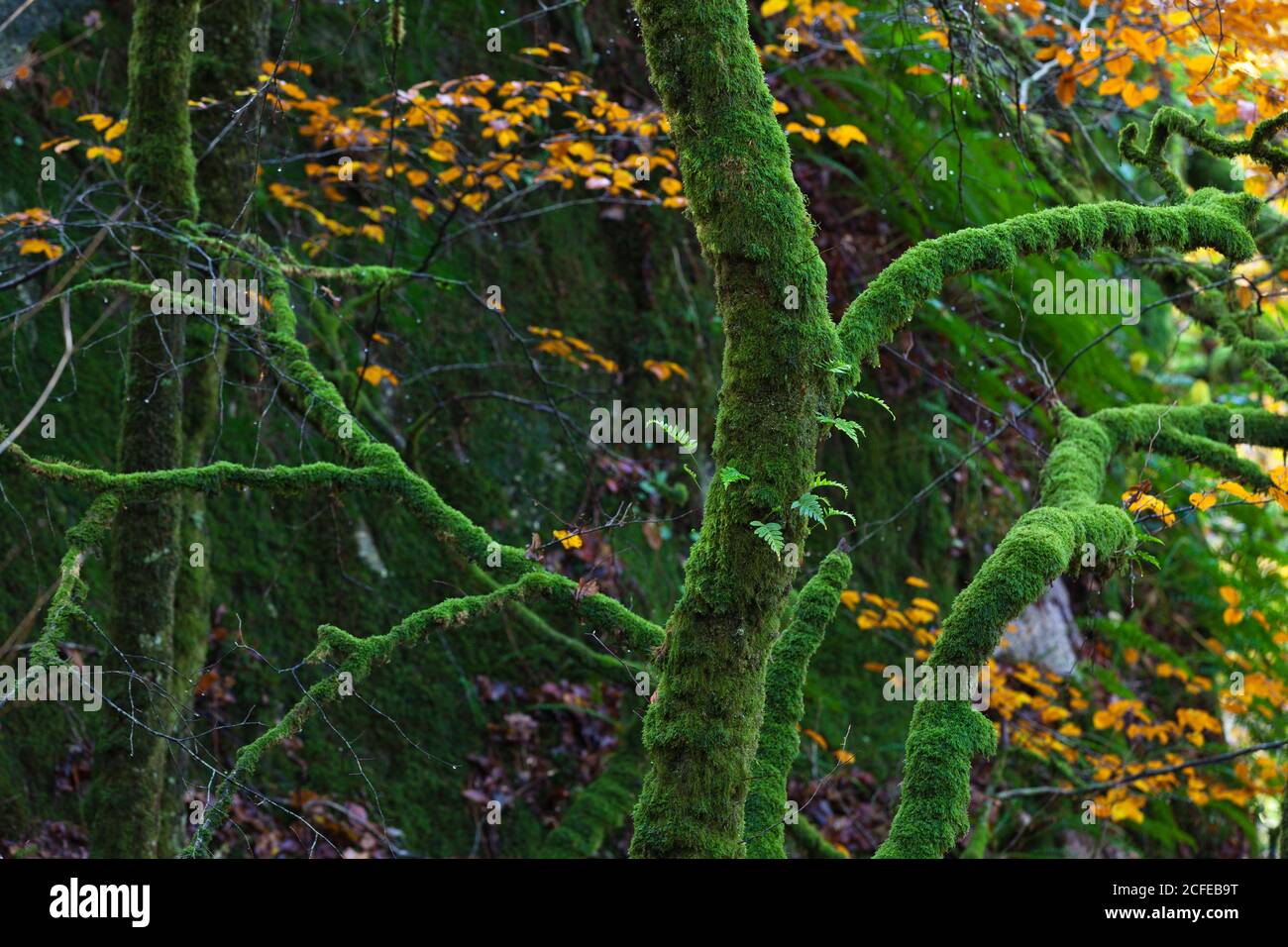 Arbres dans la gorge Toul-Goulic en Bretagne Banque D'Images