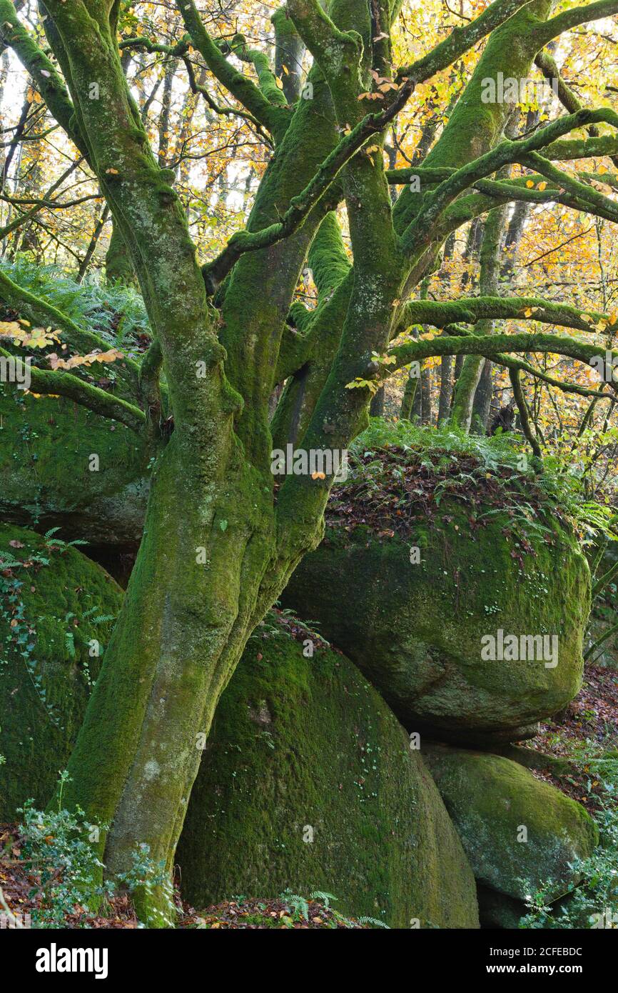 Arbres dans la gorge Toul-Goulic en Bretagne Banque D'Images