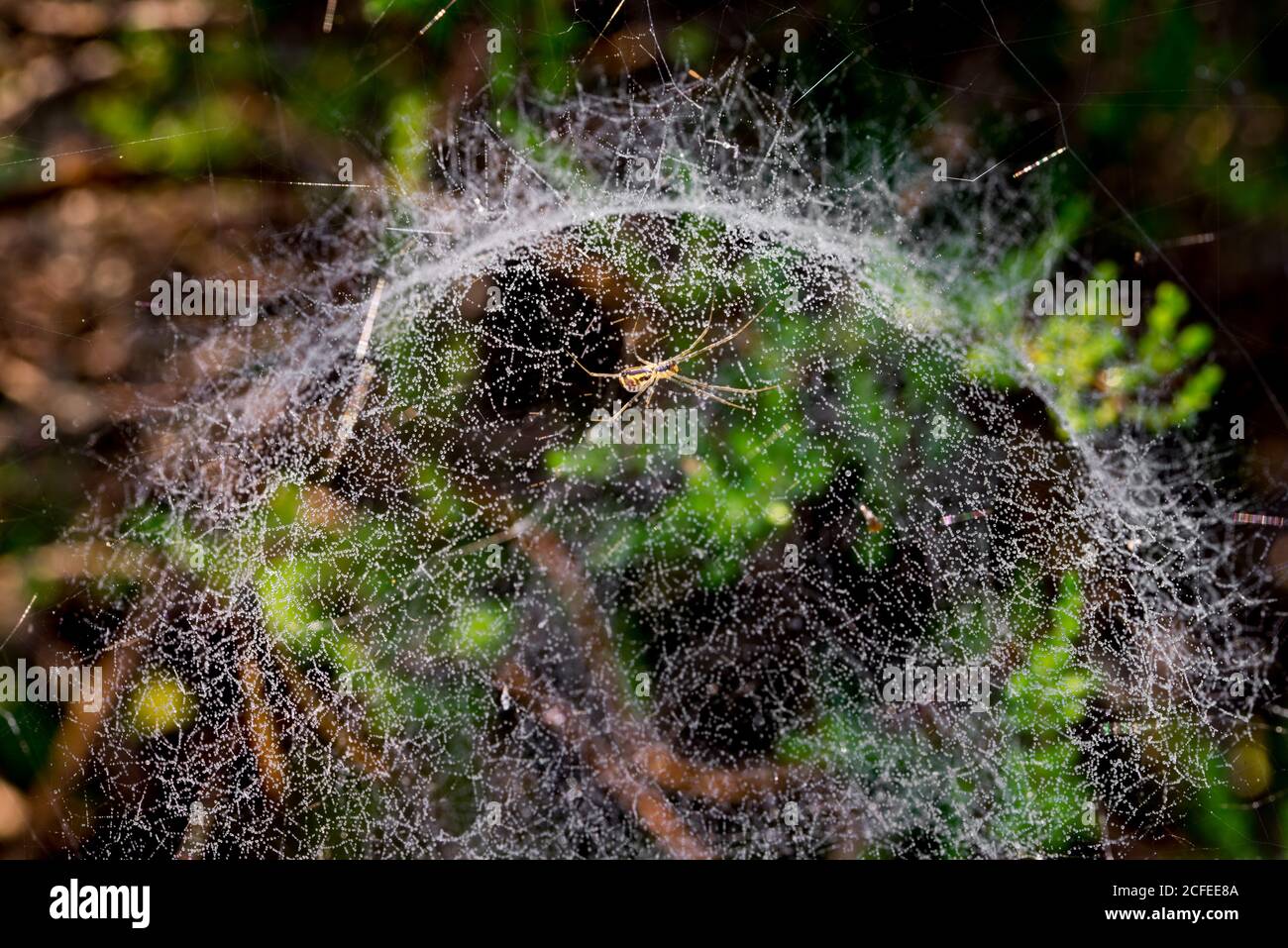 araignée dans le foyer sélectif de toile d'araignée Banque D'Images