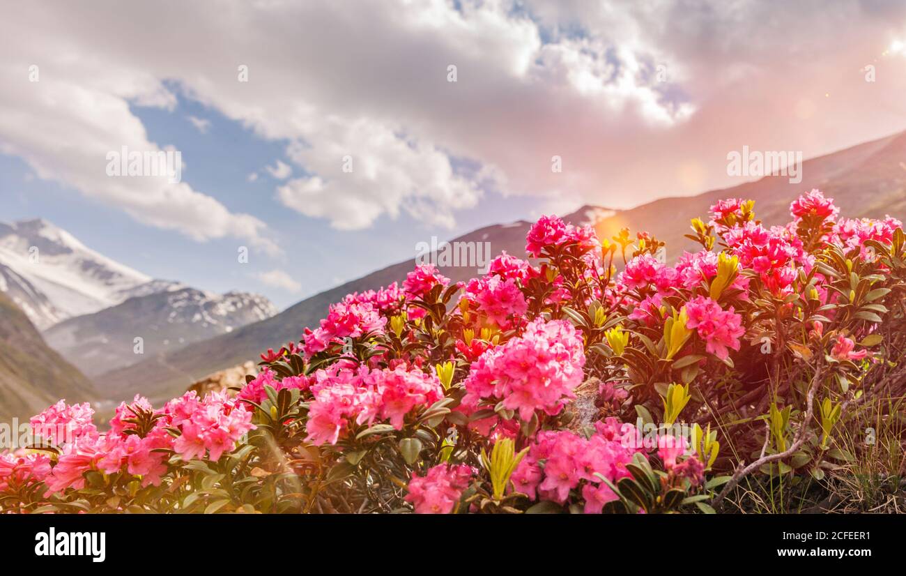 Roses alpines dans les montagnes Banque D'Images