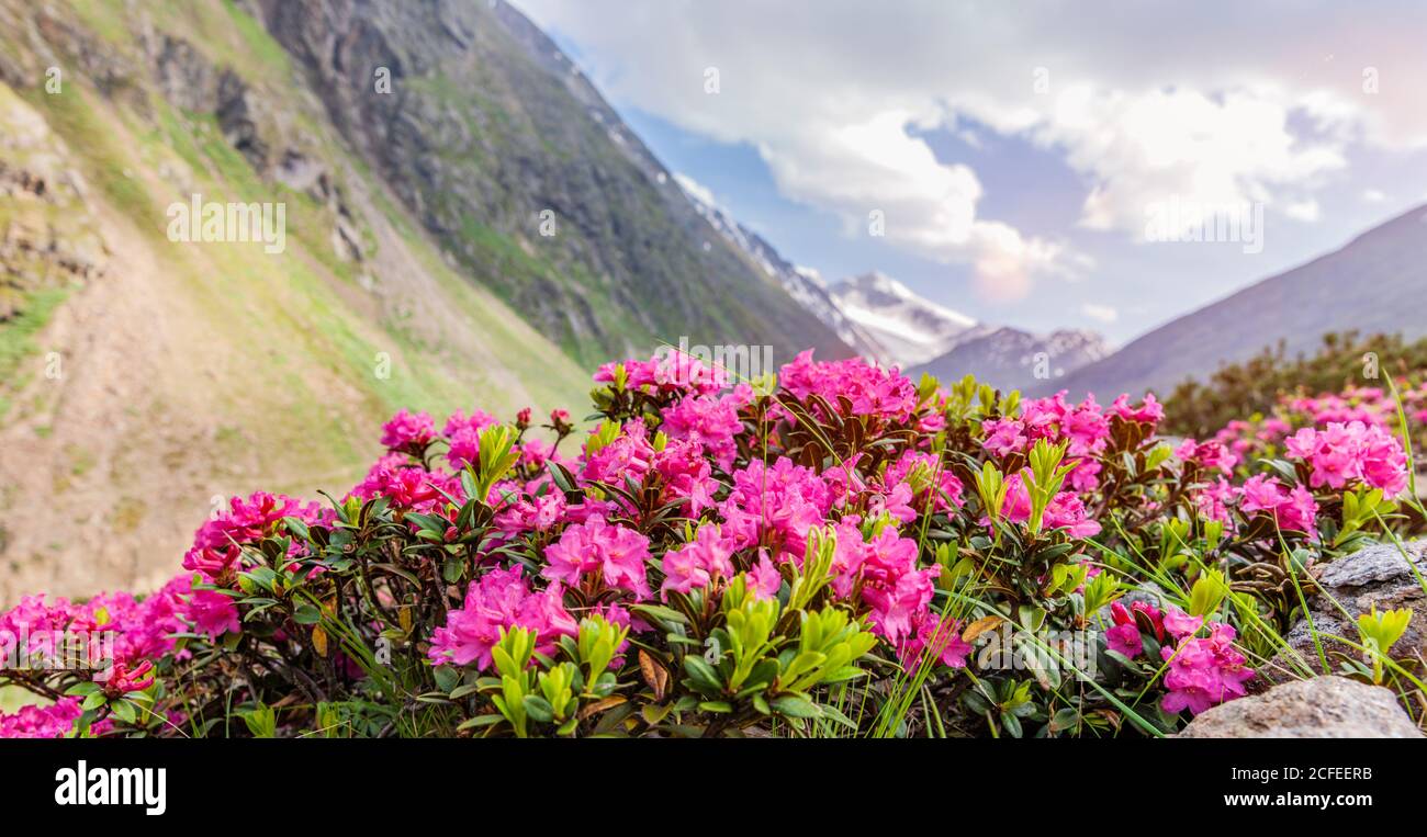 Roses alpines dans les montagnes Banque D'Images