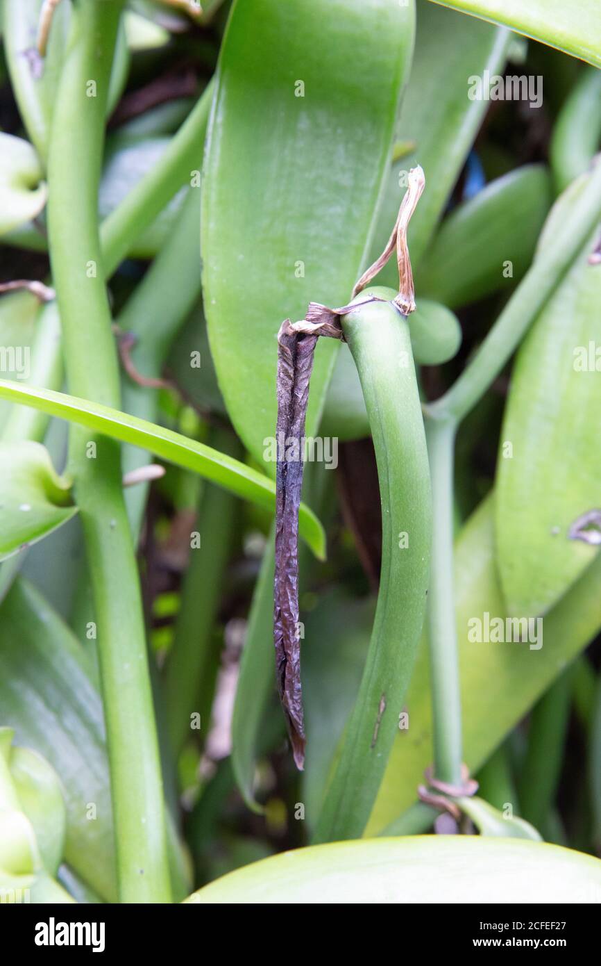 Plantation de vanille, Plantation de la Vanille Roulof, Saint-André, Île de la Réunion, France, Afrique, Océan Indien Banque D'Images