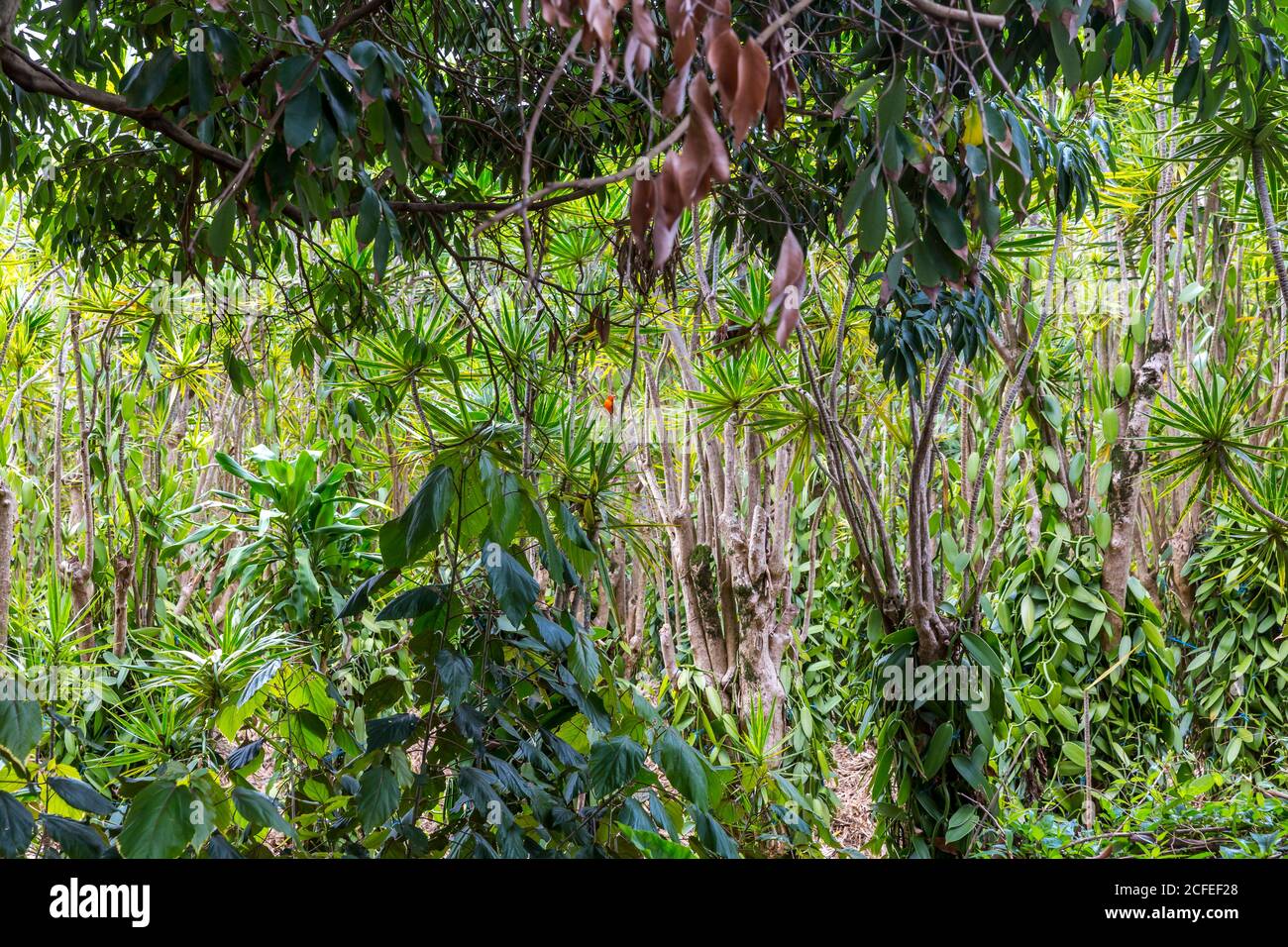 Petit oiseau de tisserand rouge, (Foudia), végétation tropicale avec palmiers et vanille, Saint-André, Ile de la Réunion, France, Afrique, Océan Indien Banque D'Images