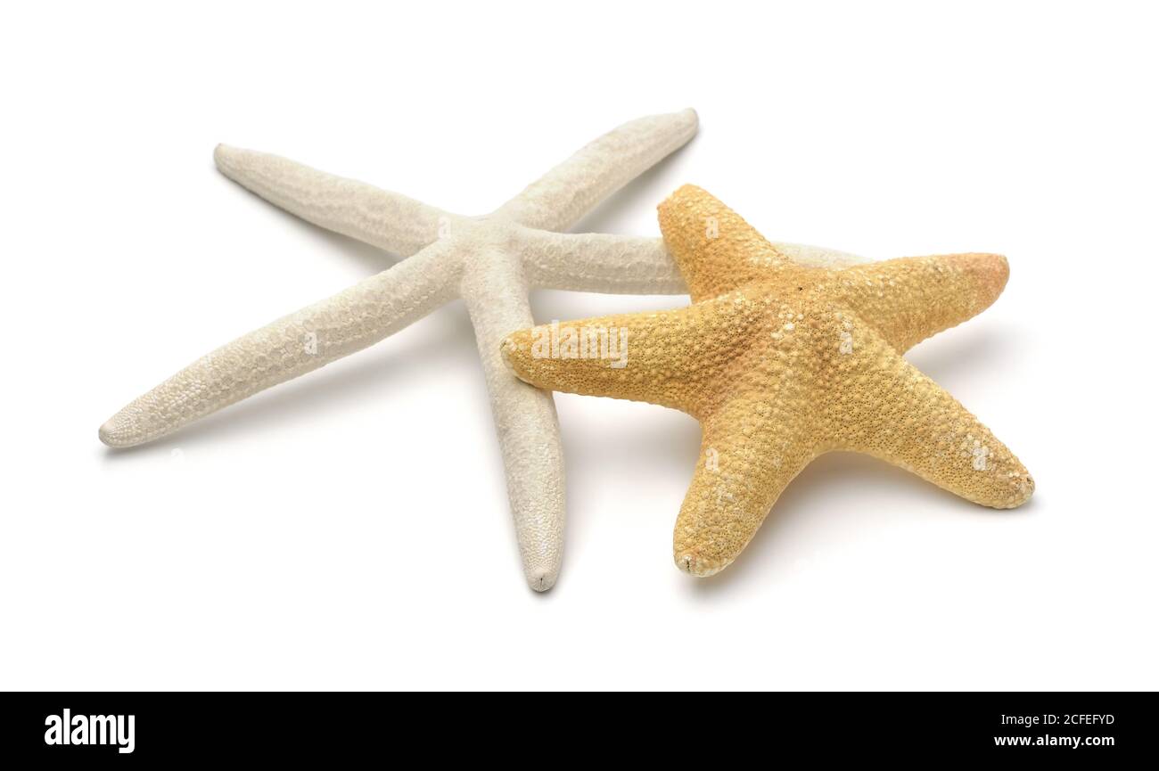 Deux étoiles de mer isolées sur blanc Banque D'Images