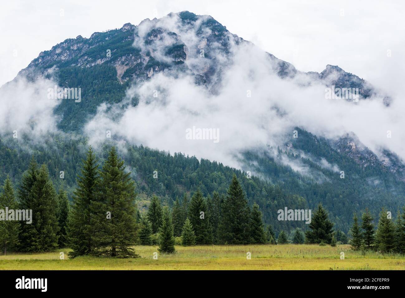 Arbres mystérieux Evergreen sur la vallée herbeuse au pied des montagnes Noyade dans le brouillard sous les nuages en Autriche Banque D'Images