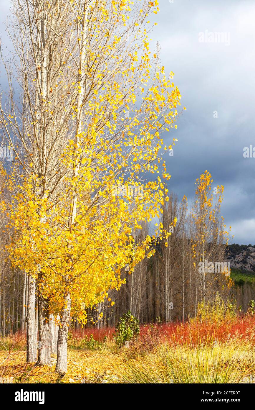 Paysage d'automne d'un champ de peupliers et osier rouge avec un ciel nuageux Banque D'Images