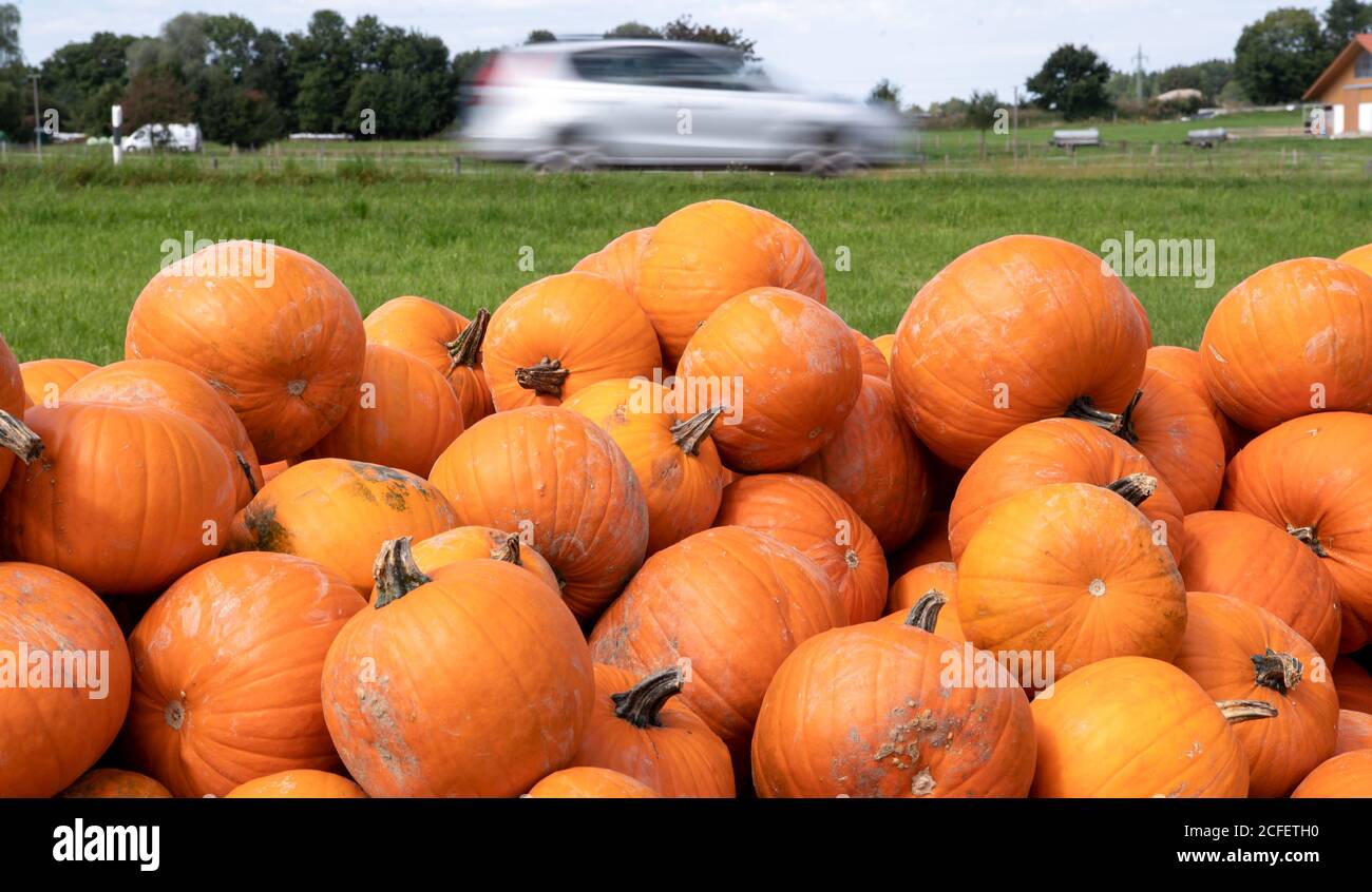 Spatzenhausen, Allemagne. Le 05septembre 2020. De nombreuses citrouilles d'Halloween sont situées près de Spatzenhausen à un point de vente à côté d'une rue. Credit: Sven Hoppe/dpa/Alay Live News Banque D'Images