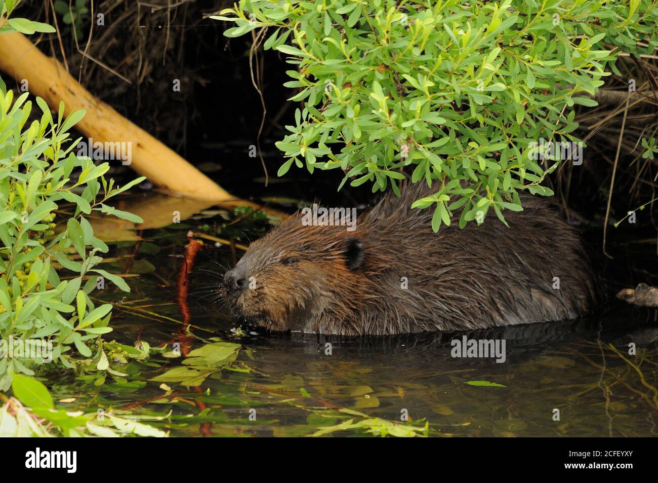 Castor mangeant dans l'eau présentant un manteau de fourrure brun, le corps, la tête, les yeux, les oreilles, le nez, les pattes, les griffes avec un fond de feuillage vert et dans son habitat et Banque D'Images