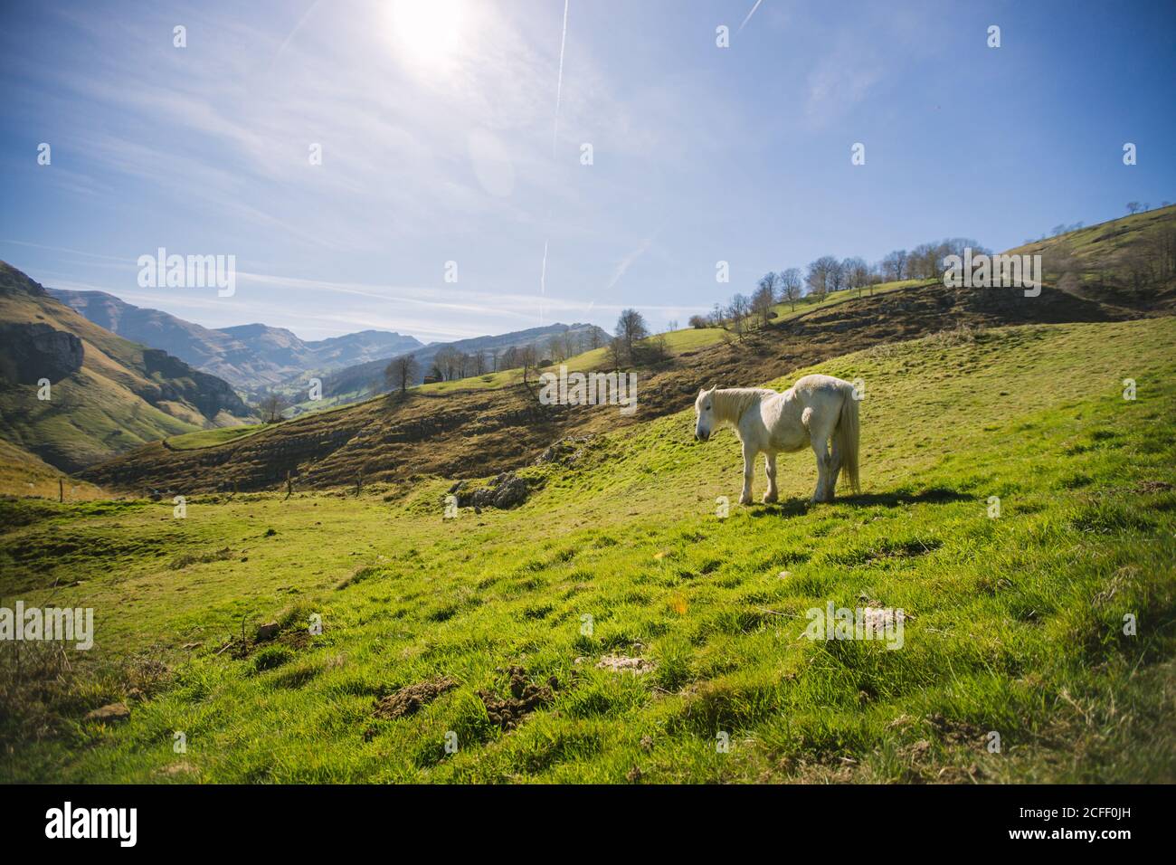 Magnifique cheval blanc paître sur la prairie luxuriante isolée sur Vallée ensoleillée dans les hauts plateaux de l'Espagne Banque D'Images