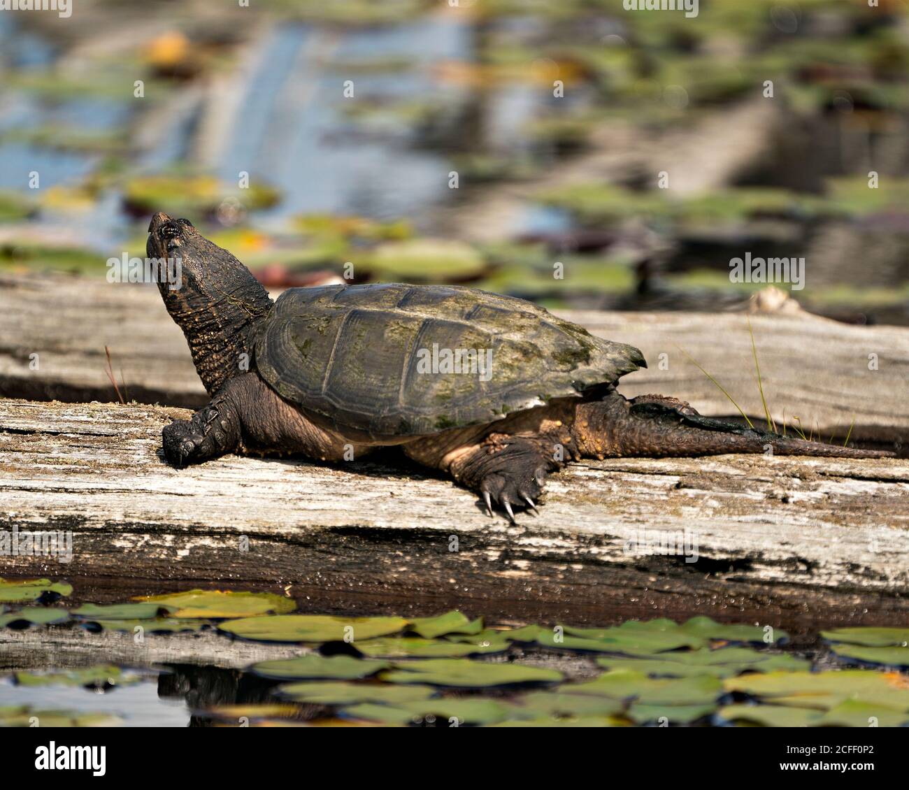 Vue en gros plan de la tortue aimantée près de l'étang montrant sa carapace de tortue, tête, oeil, nez, bouche, pattes, marchant sur le gravier dans son environnement et Banque D'Images