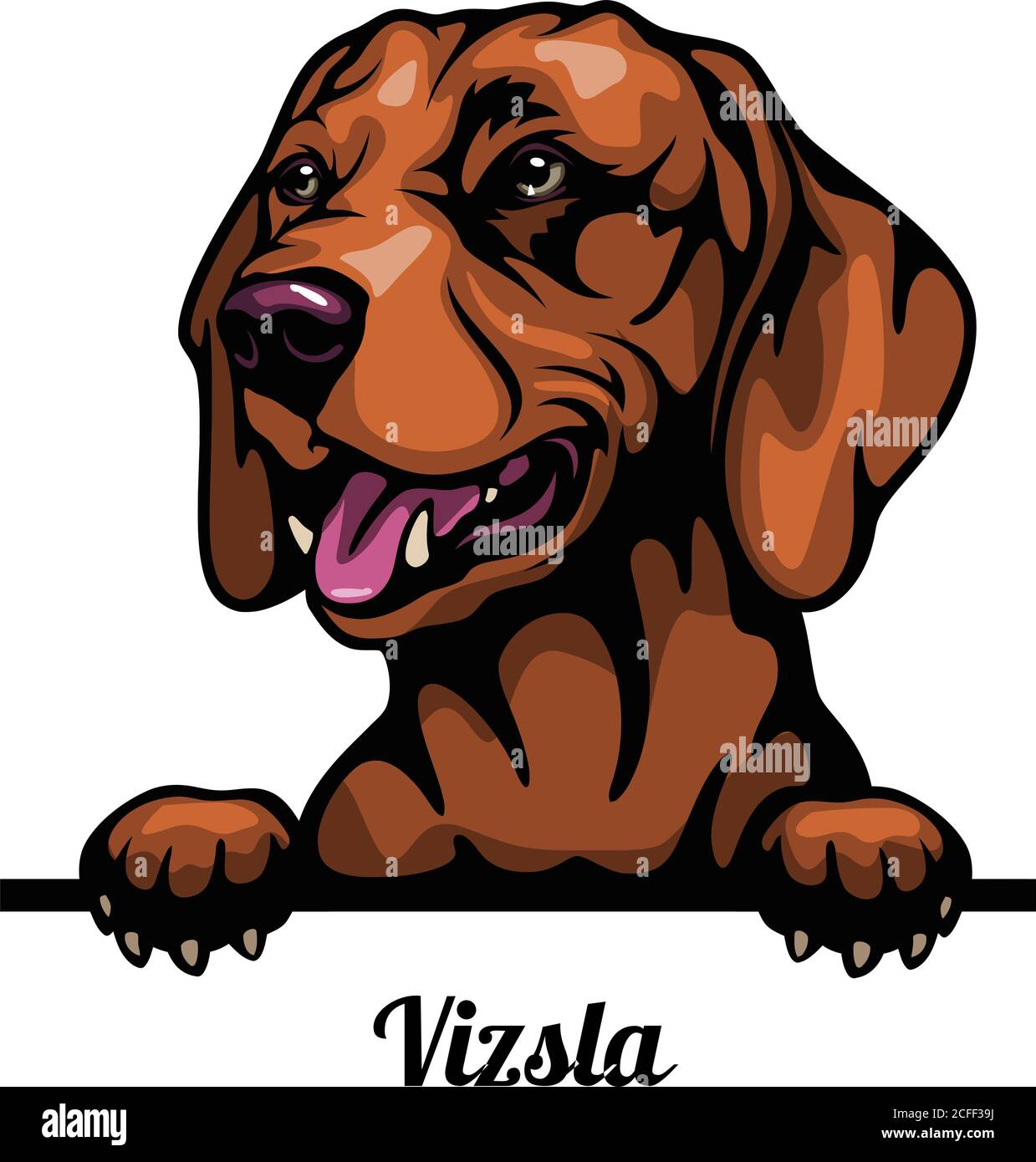 Tête Vizsla - chien race. Image couleur d'une tête de chien isolée sur un fond blanc Illustration de Vecteur