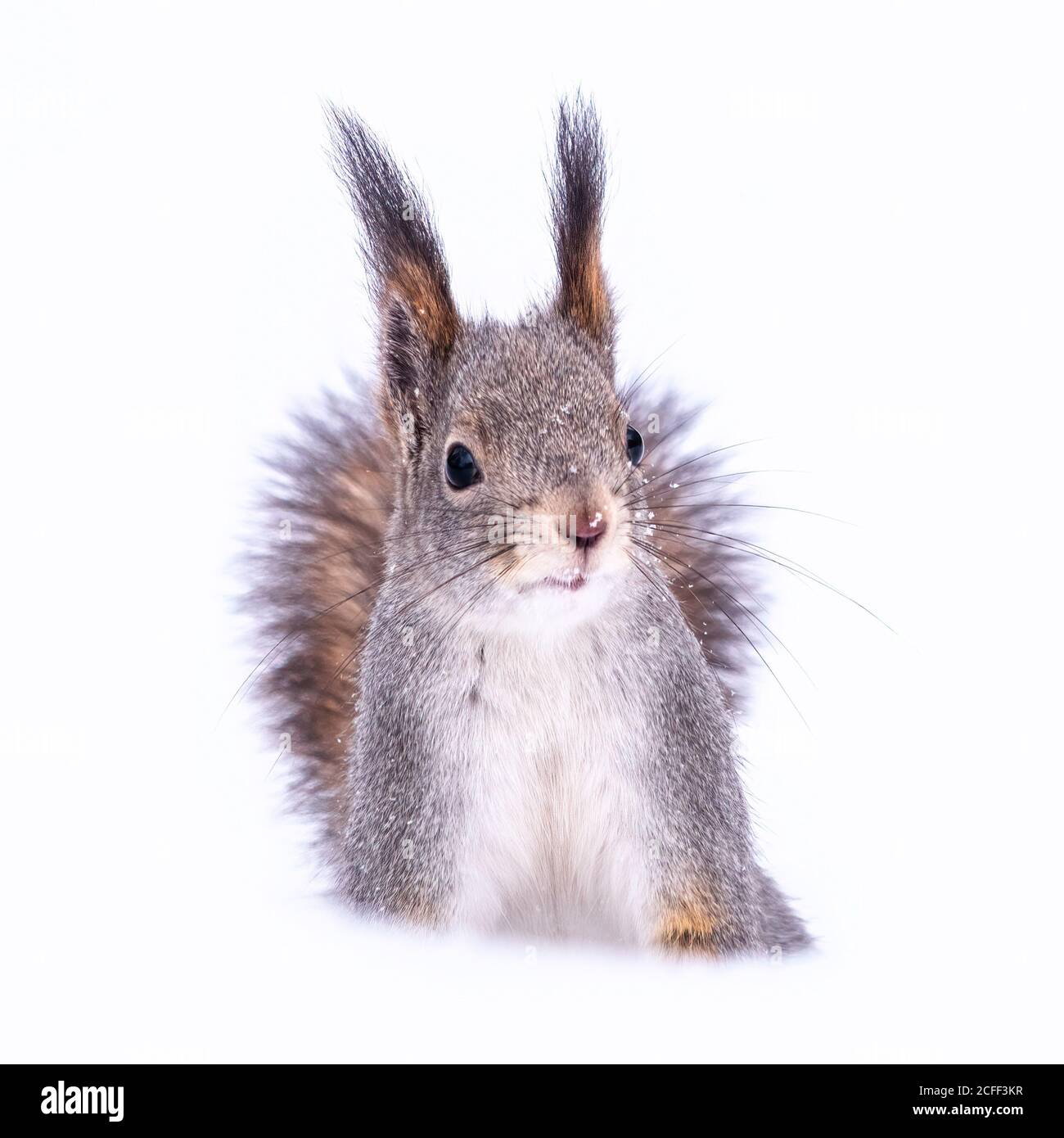 L'écureuil drôle se trouve sur la neige blanche pure en hiver, isolée sur fond blanc. Écureuil rouge eurasien, Sciurus vulgaris. Copier l'arrière-plan de l'espace Banque D'Images