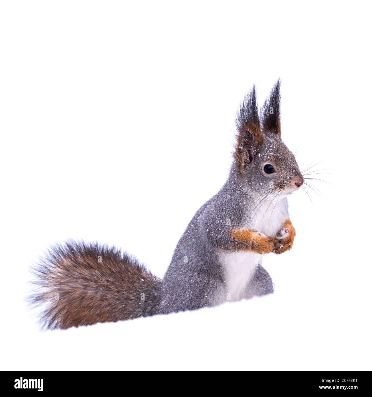 L'écureuil drôle se trouve sur la neige blanche pure en hiver, isolée sur fond blanc. Écureuil rouge eurasien, Sciurus vulgaris. Copier l'arrière-plan de l'espace Banque D'Images