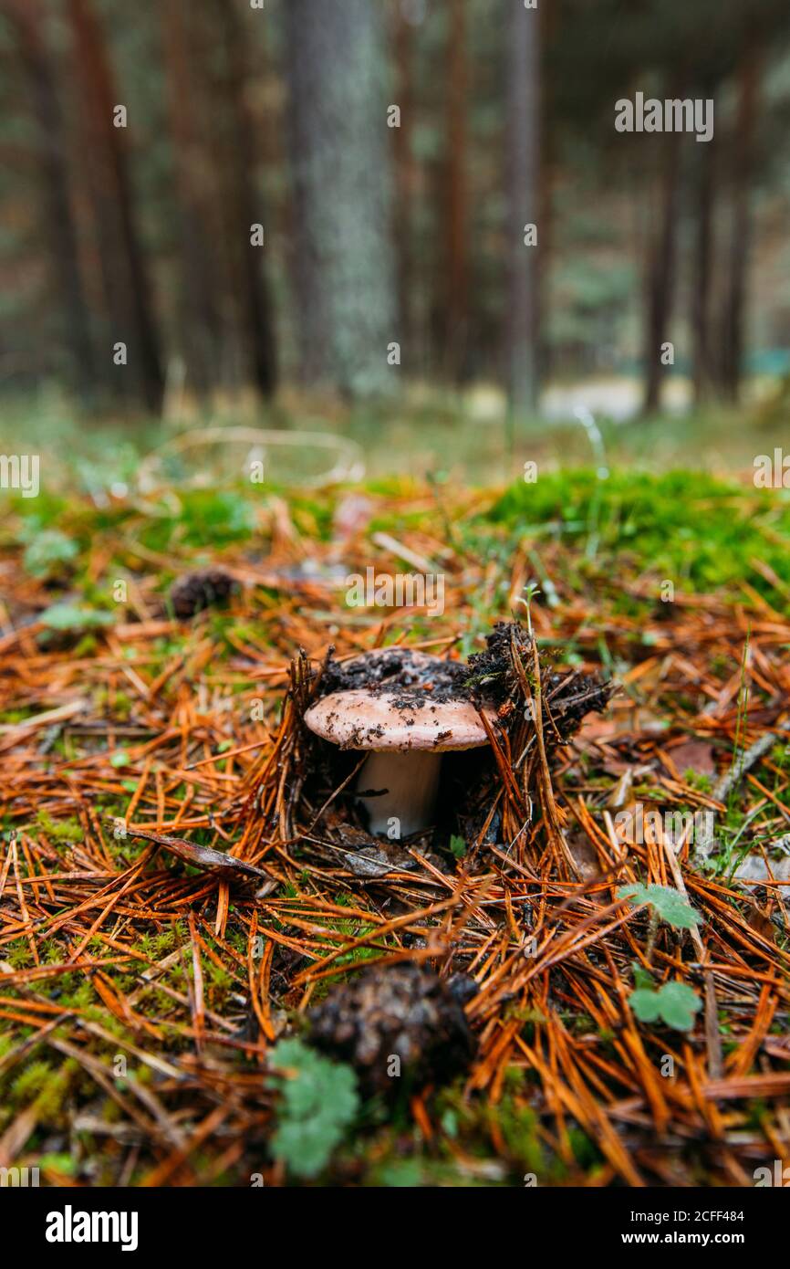 Chapeau de mil de safran frais (lactarius deliciosus) dans le bois de pin Banque D'Images