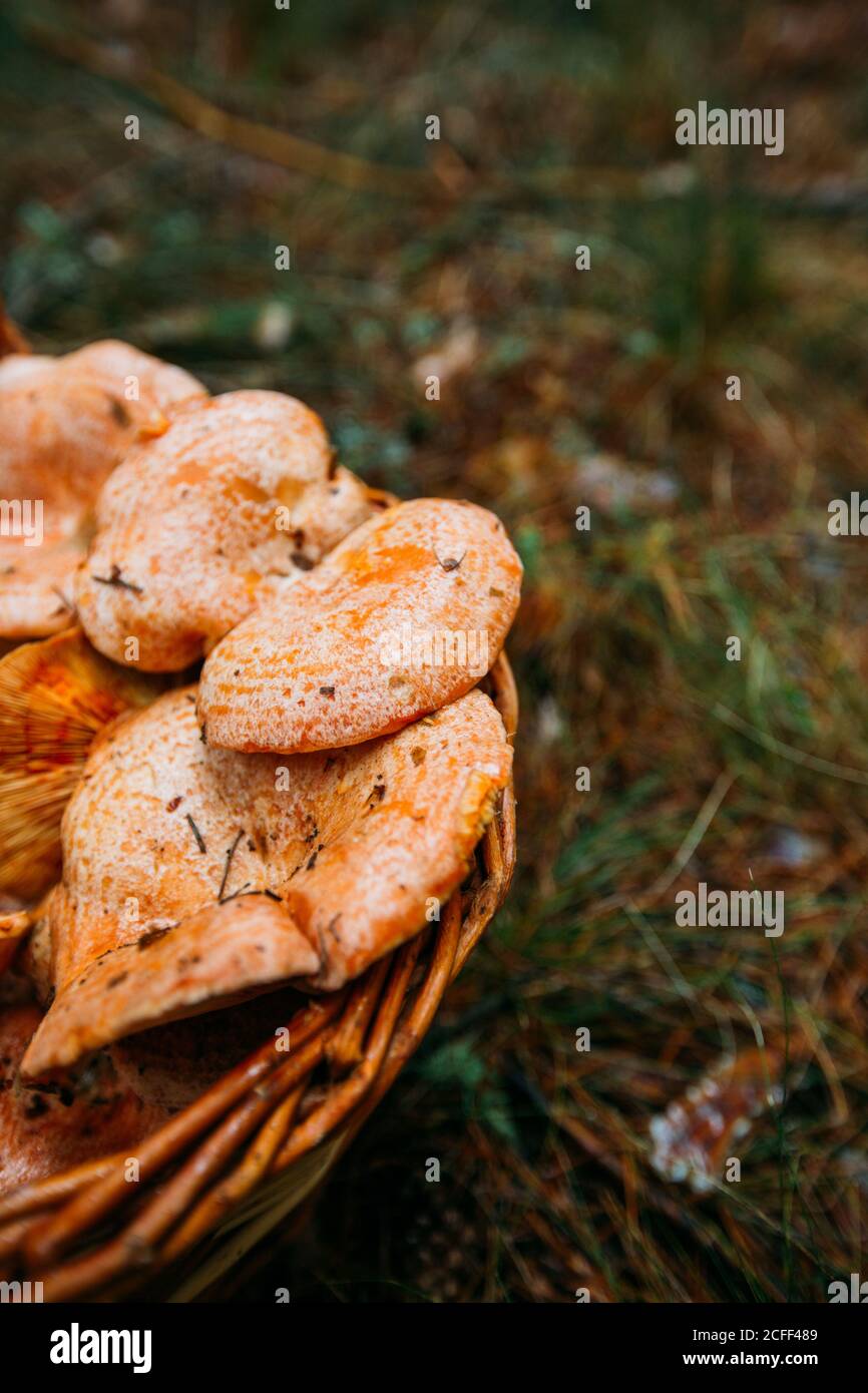 Un panier rempli de champignons de la tasse de lait de safran (déliciosus lactirant) dans une forêt de pins Banque D'Images