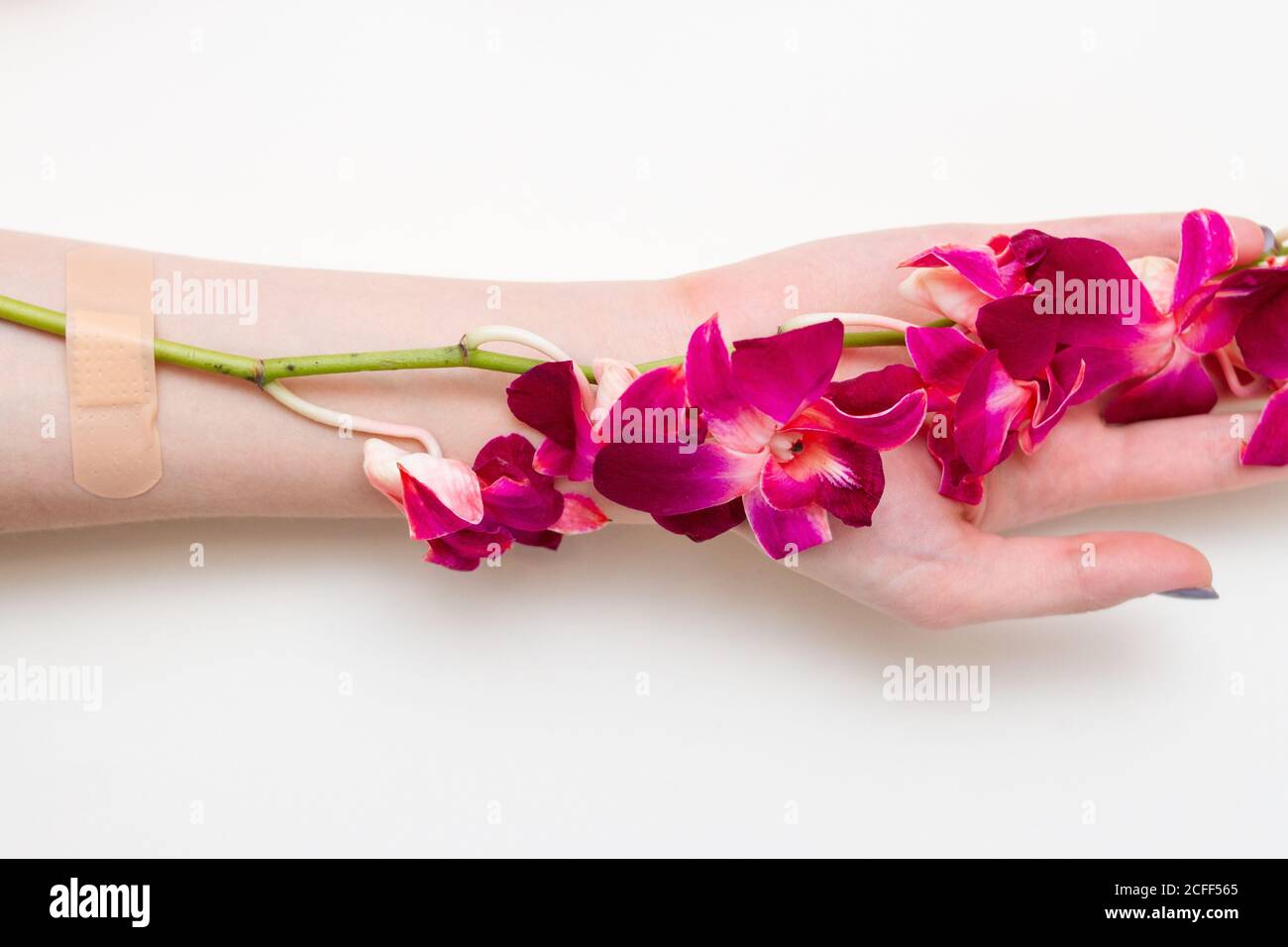 Branche d'orchidée fixée avec un plâtre adhésif à une main femelle. La fleur de l'art de la mode pousse d'une main douce de womans. Banque D'Images